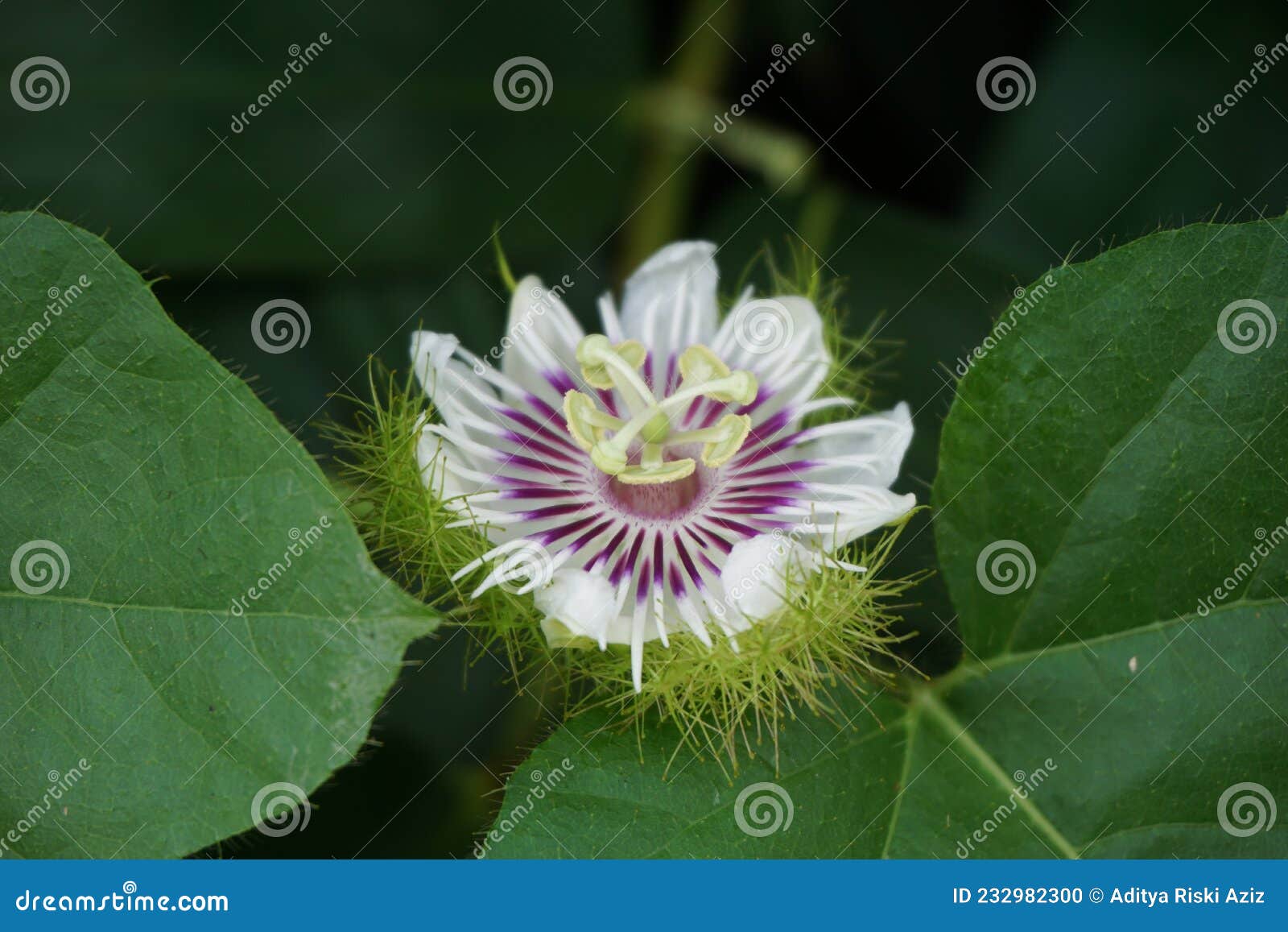 passiflora foetida also called passiflora foetida, stinking passionflower, wild maracuja, bush passion fruit with a natural back