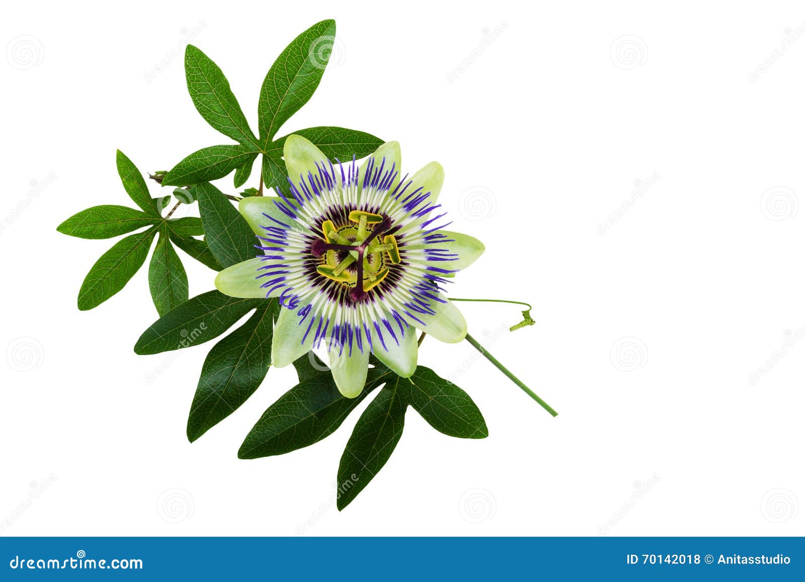 Passiflora or Passion Flower. Homeopathic Plant Stock Photo Image of