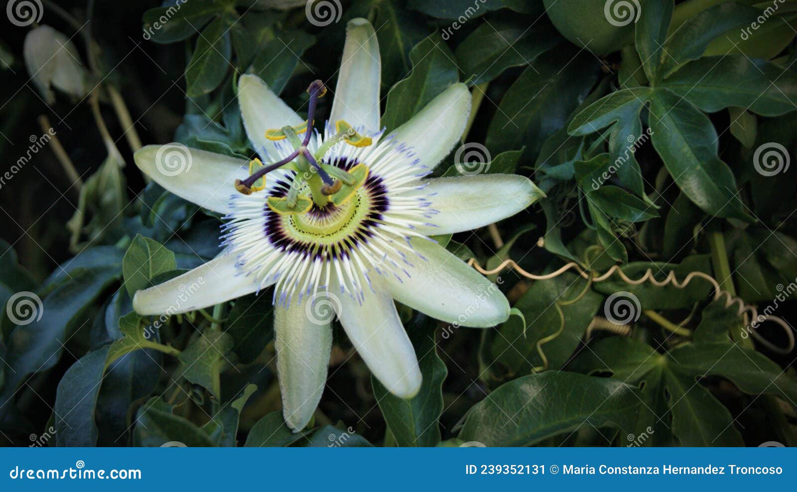 passiflora primer plano flor macro