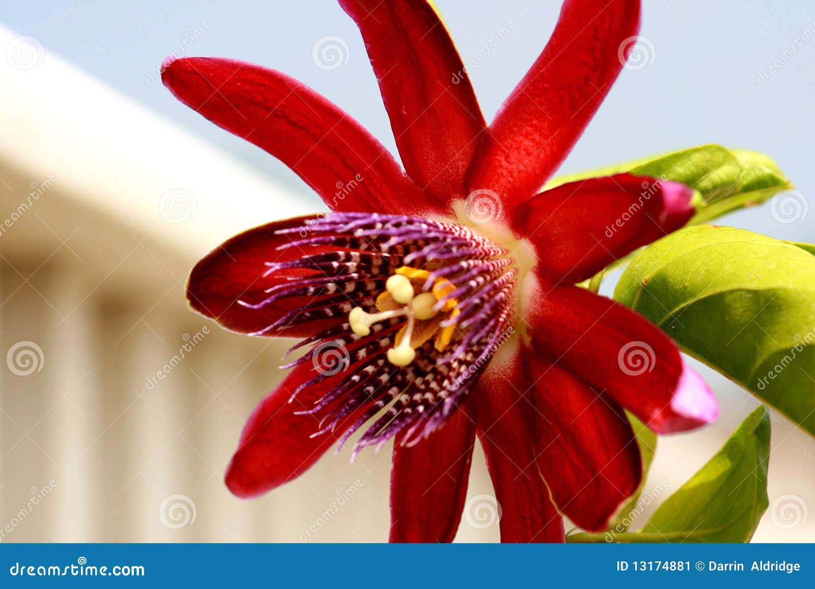 Passion Flower Locally Known As Krishna Kamal In India Stock Photo