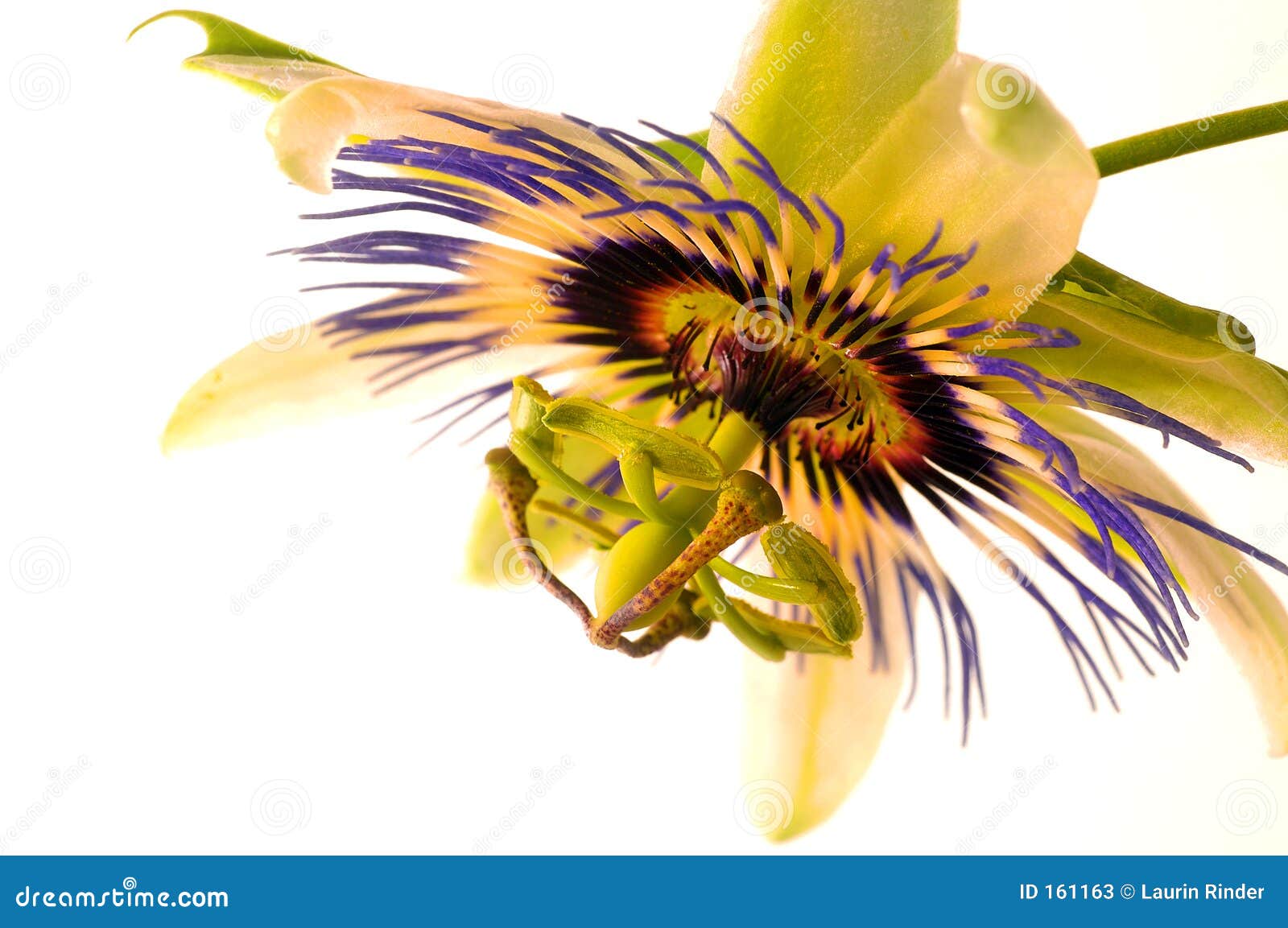 Passion Flower 3 stock image. Image of macro, fragrance 161163