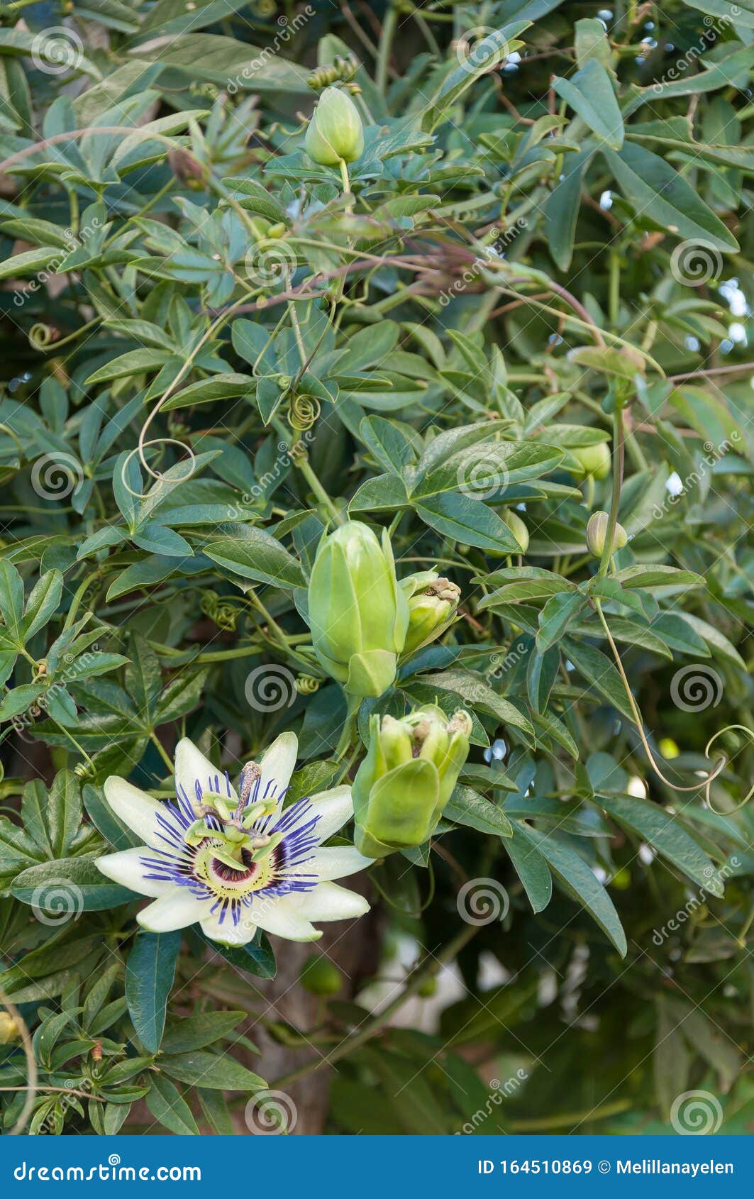 Passion Flower With Buds Stock Image Image Of Blooming 164510869
