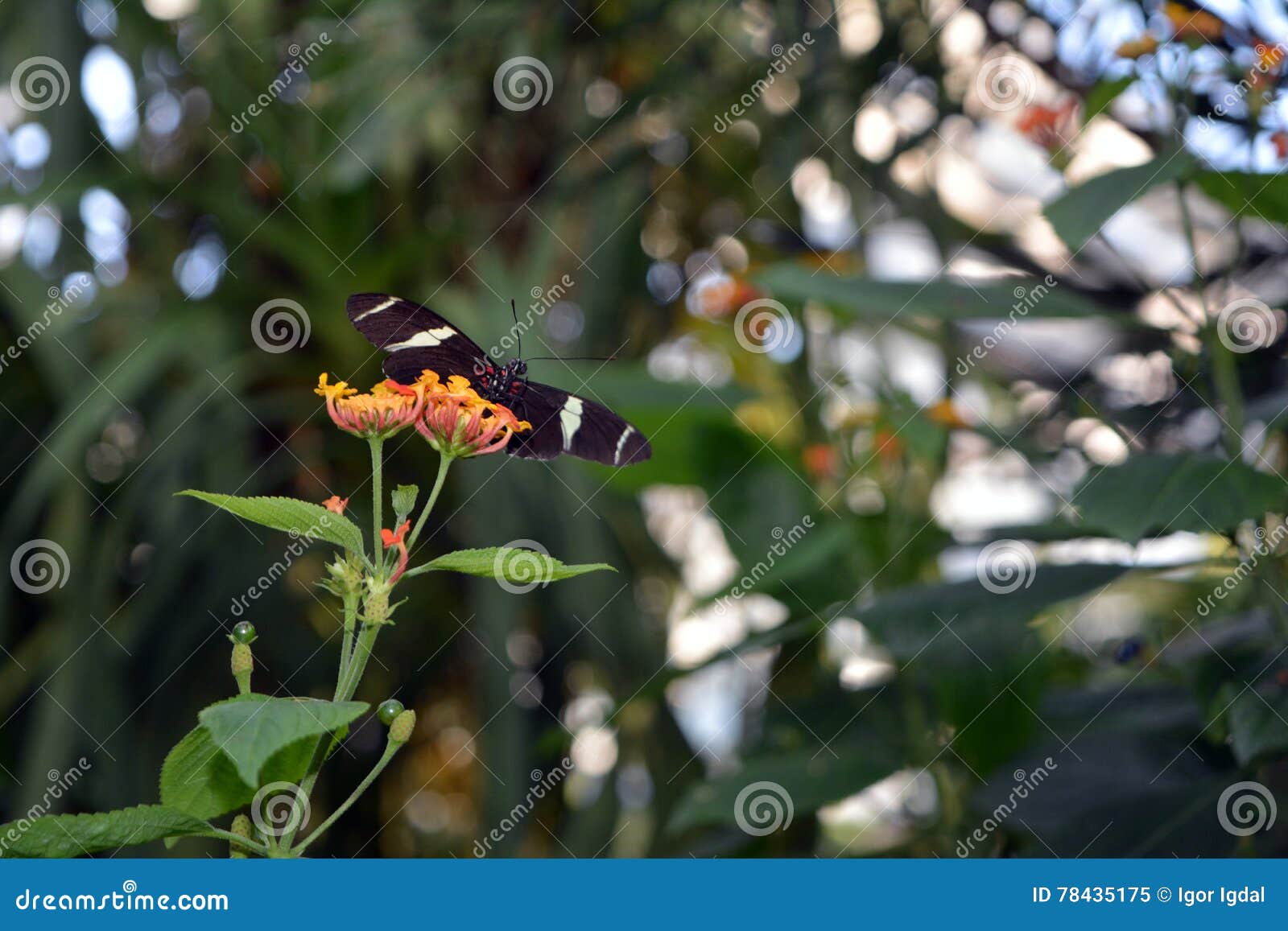 Passion Flower Butterfly Heliconius Hecale Zuleika Stock Image Image