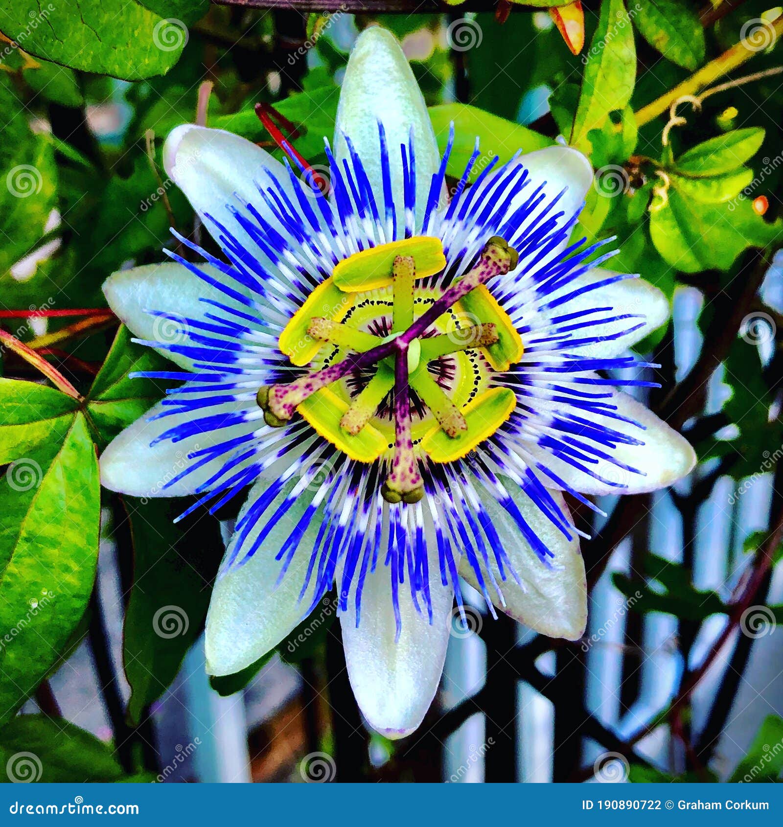 Passion flower stock photo. Image of stigma, plant, passion 190890722
