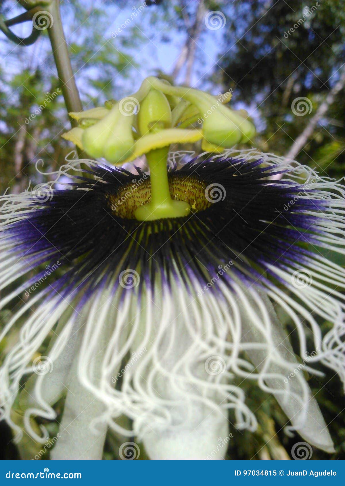 passion flower - flor de maracuyÃÂ¡