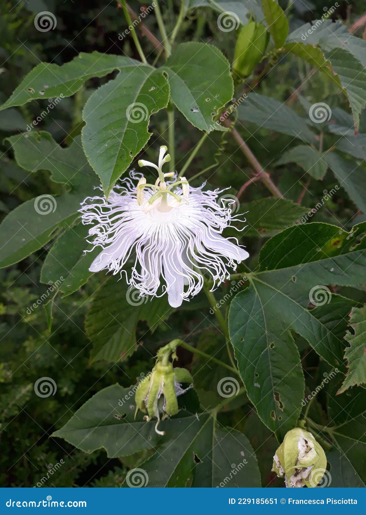 Passion flower Oklahoma stock image. Image of passion 229185651