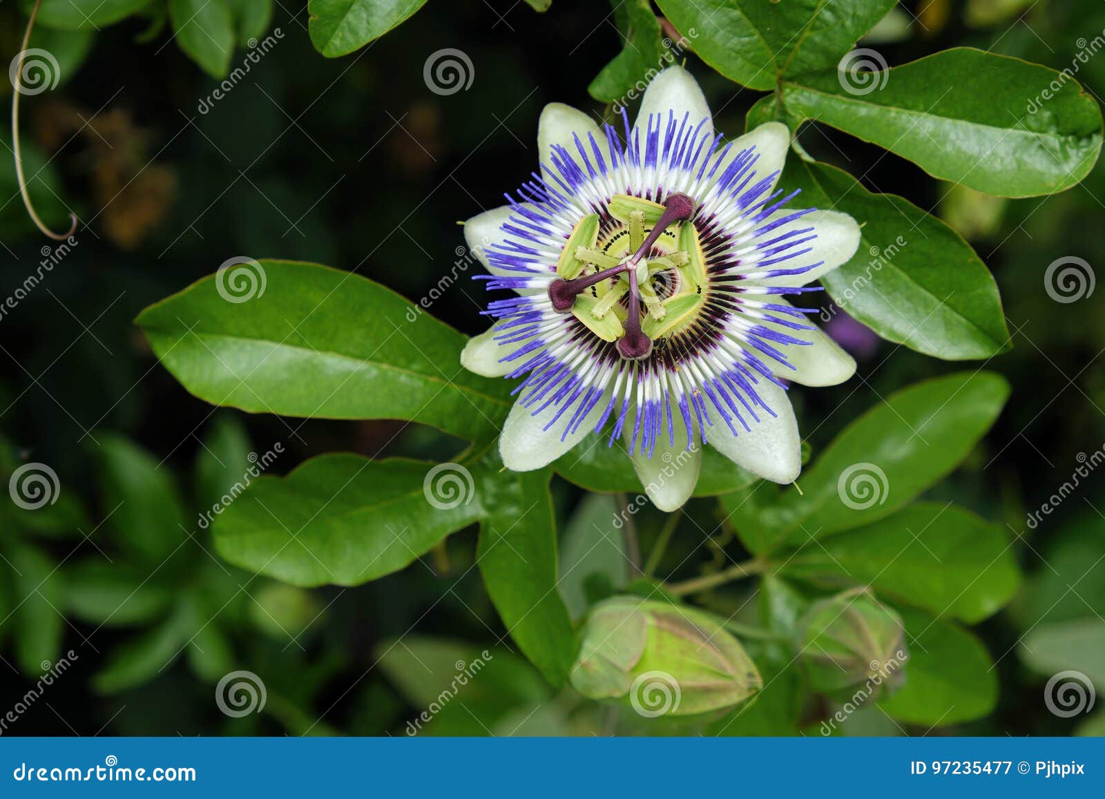 Passion Flower Passiflora Caerulea Stock Image Image of bright