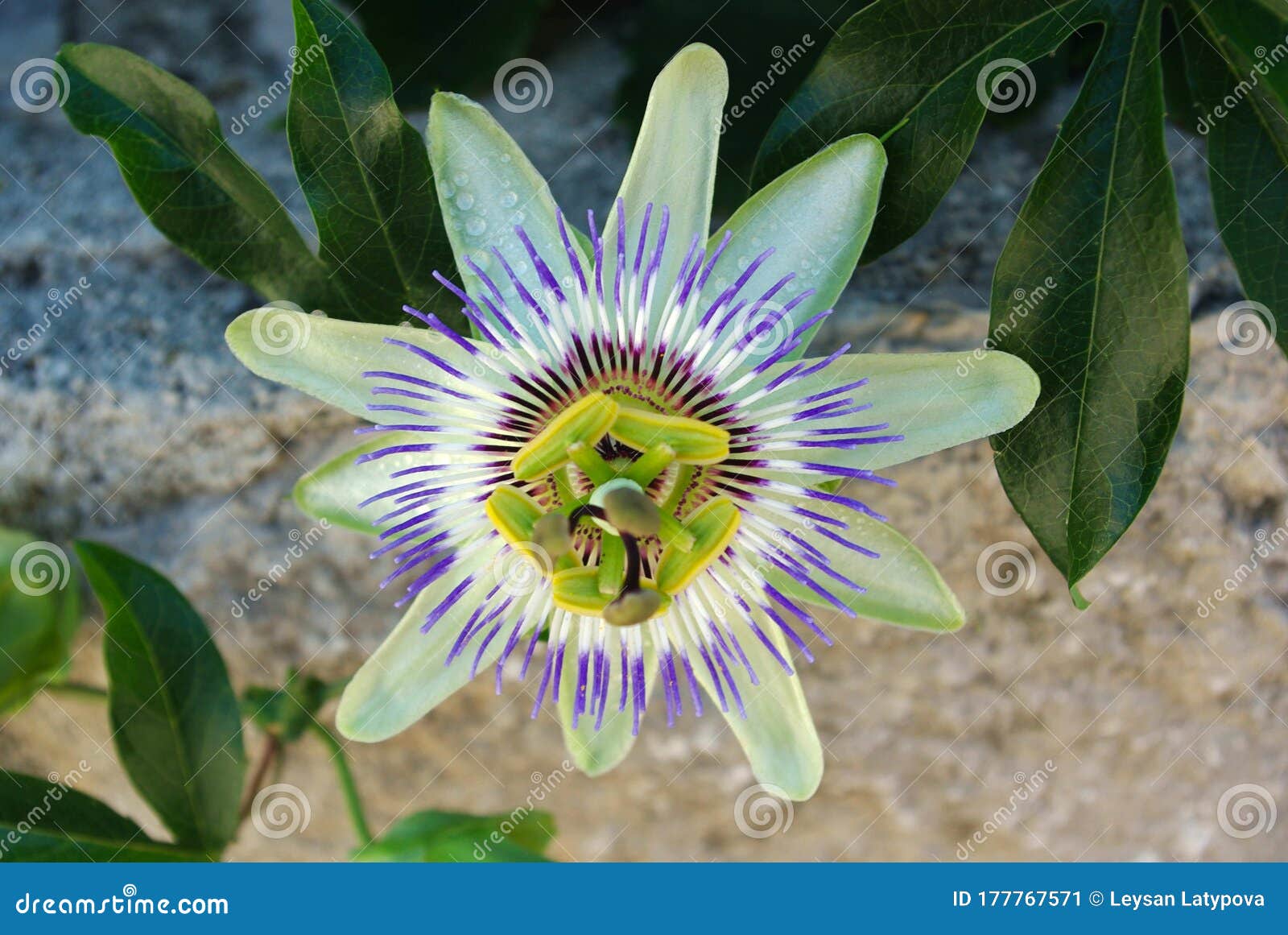 Passion Flower Passiflora Caerulea Front View Stock Image Image Of Blooming Blue 177767571