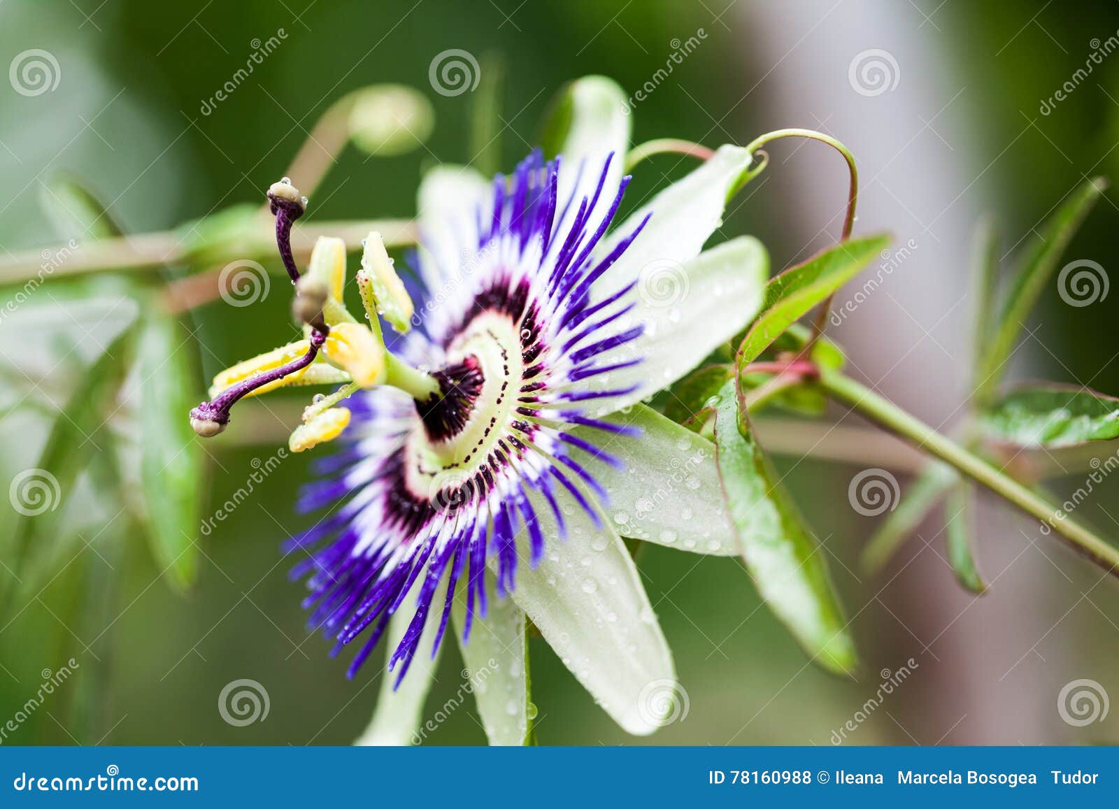 passion flower - passiflora incarnata