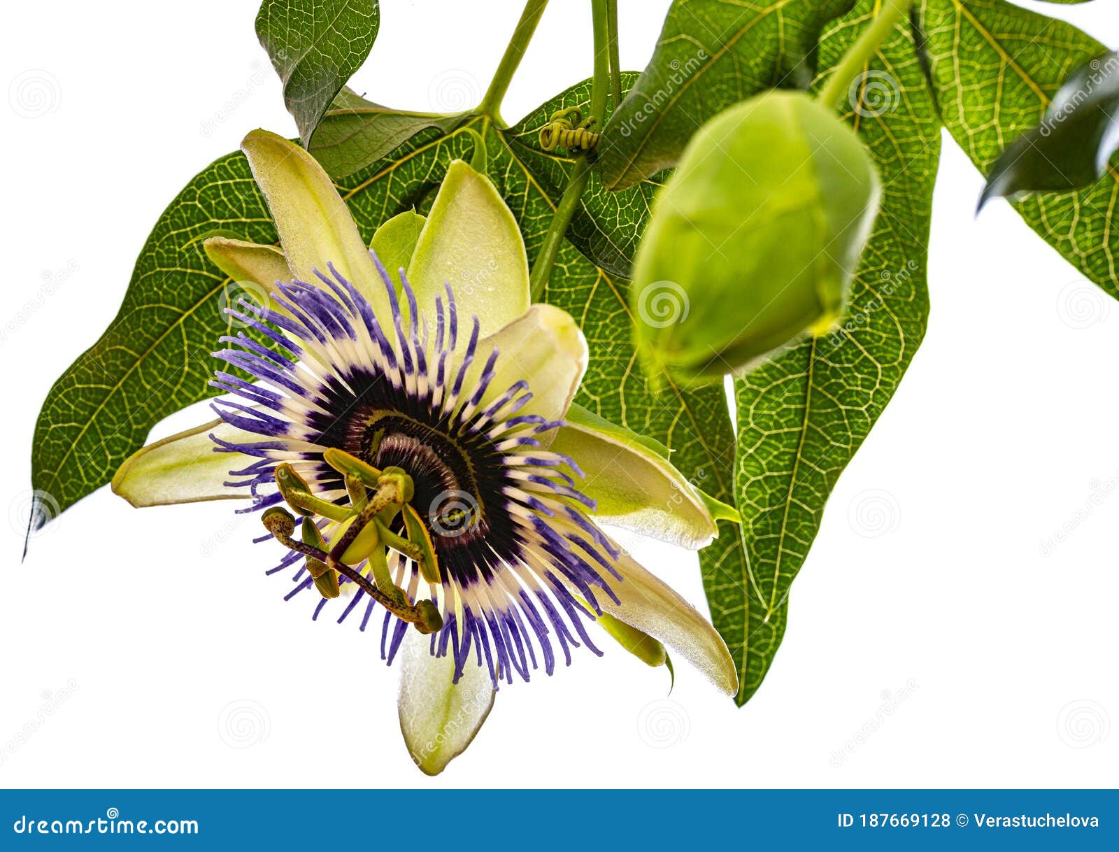 Passion Flower Passiflora Isolated on White Background Stock Photo
