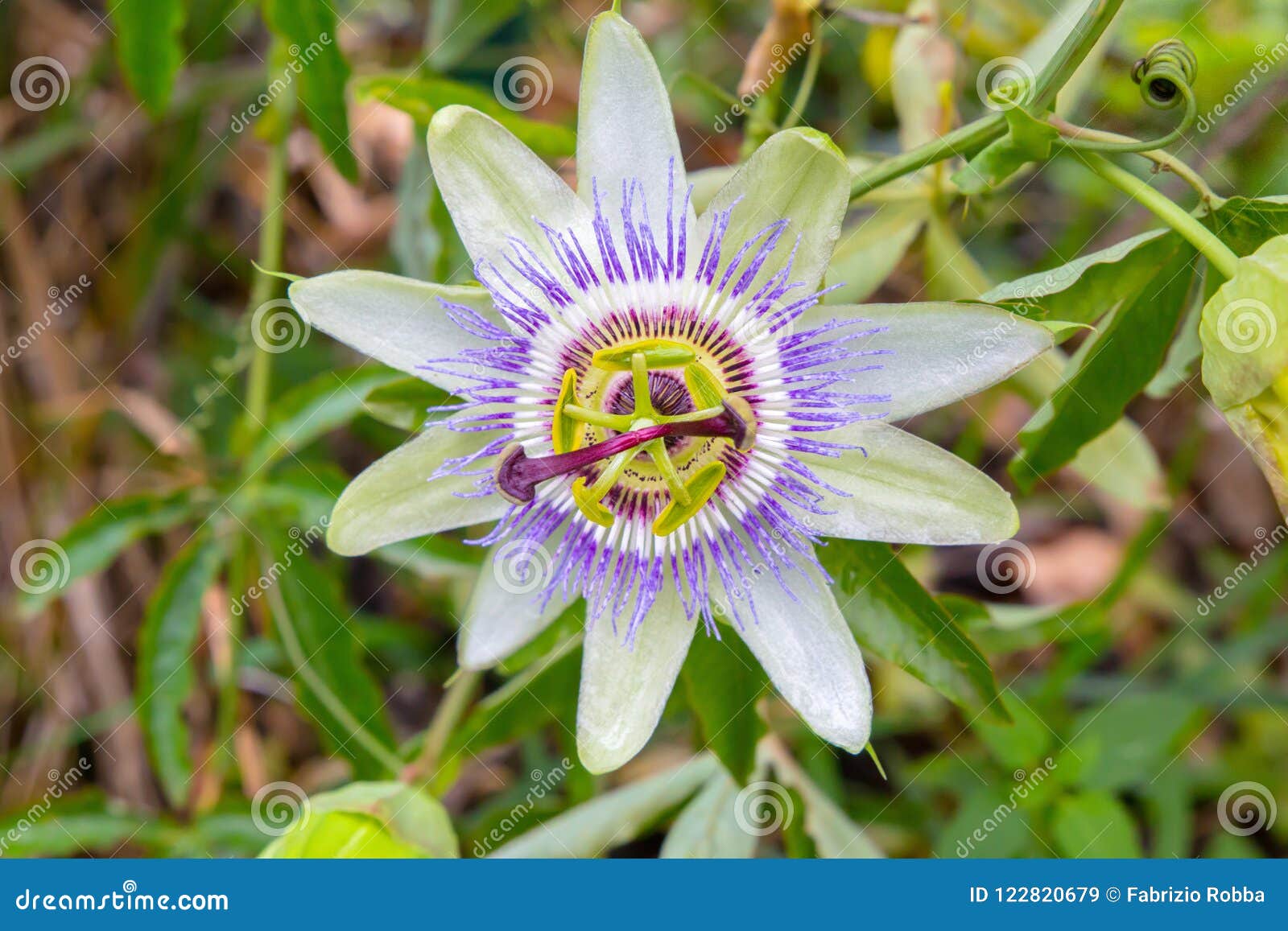 Passion Flower Passiflora Isolated on Blurred Background Stock Image