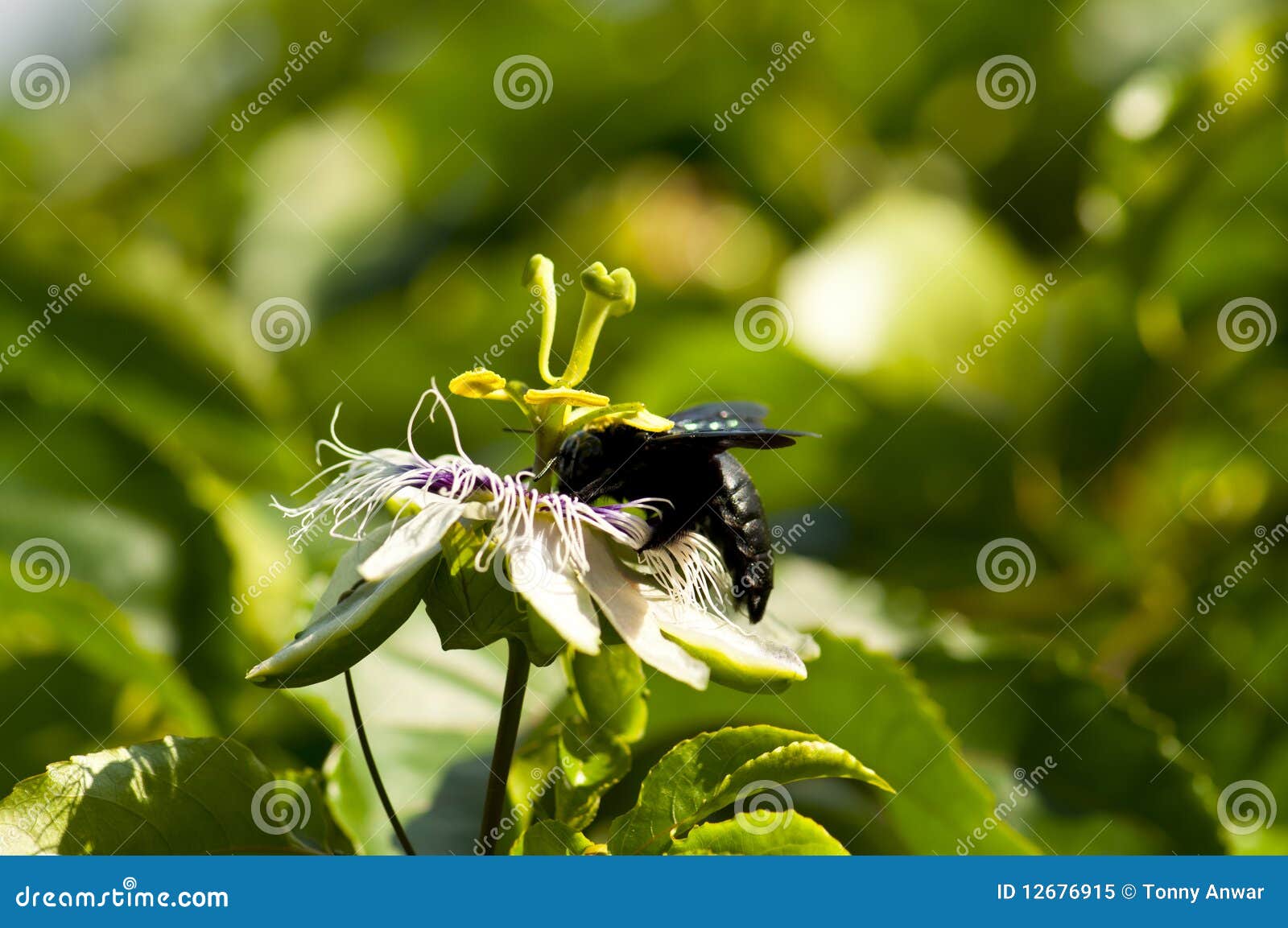 Passion Flower Pollination stock image. Image of fruit 12676915