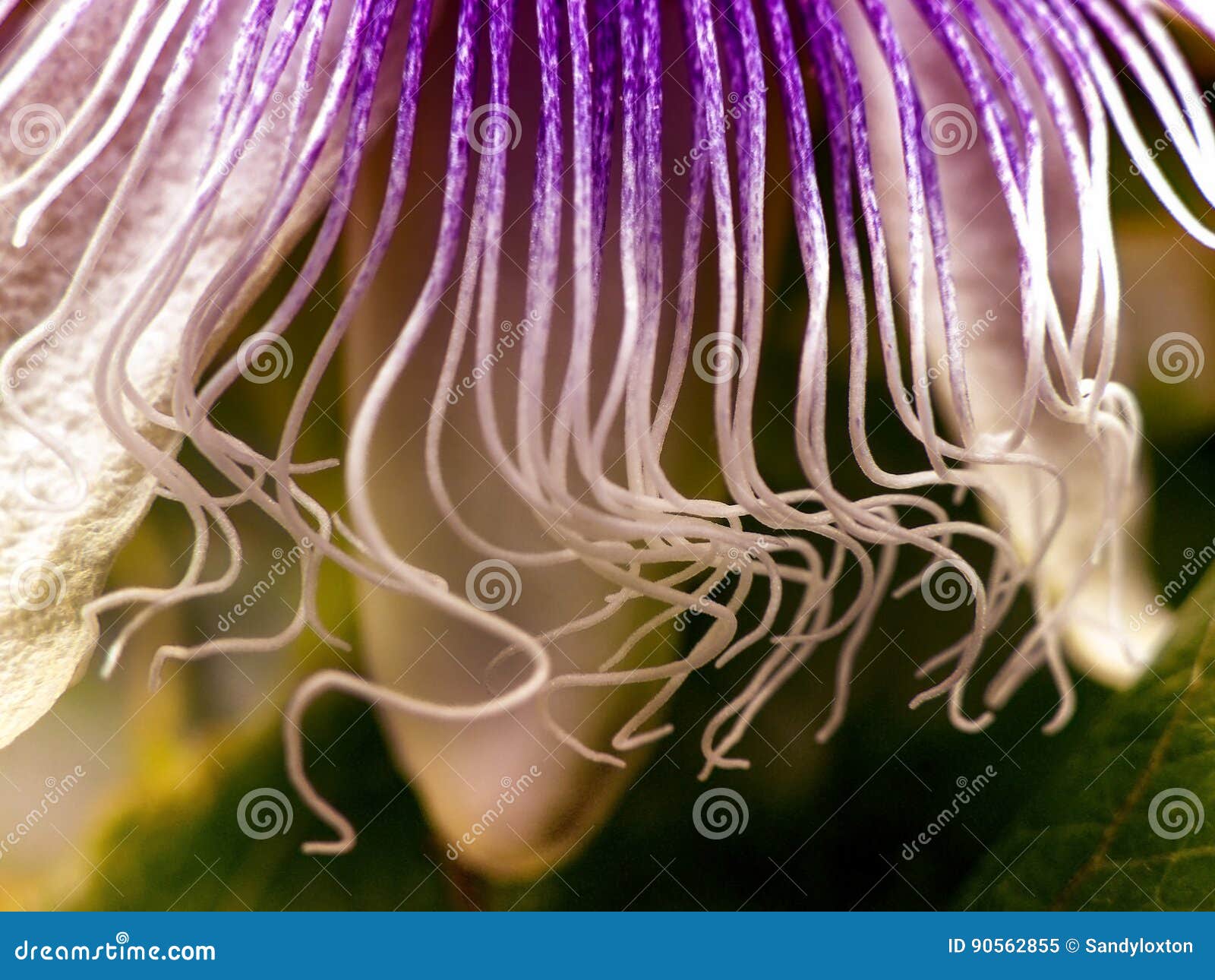 Passion flower tendrils stock image. Image of purple 90562855