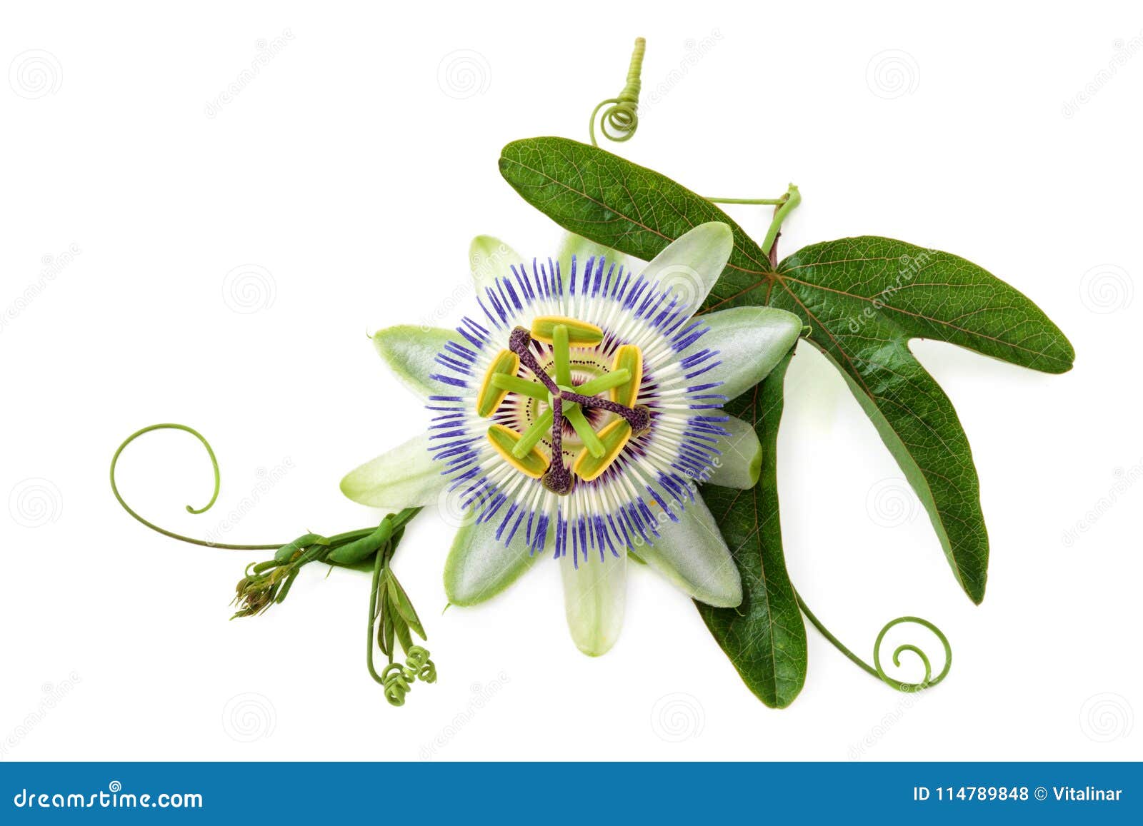 passion flower on white.