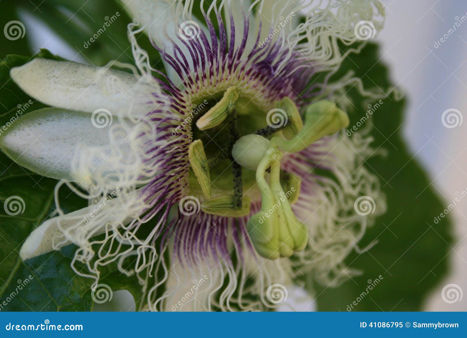 Passion fruit blossom stock image. Image of fruit, white 41086795