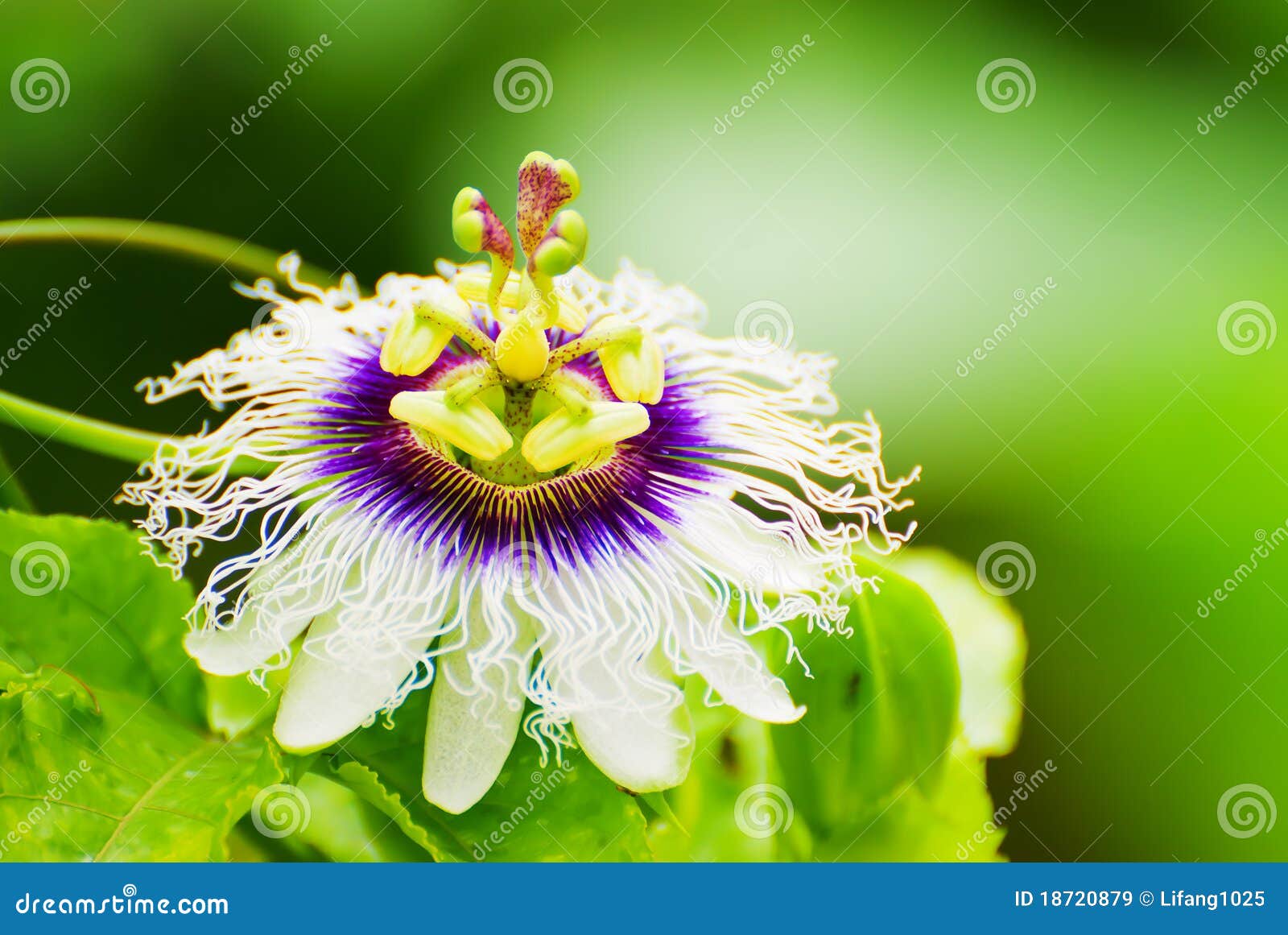 passion fruit flower