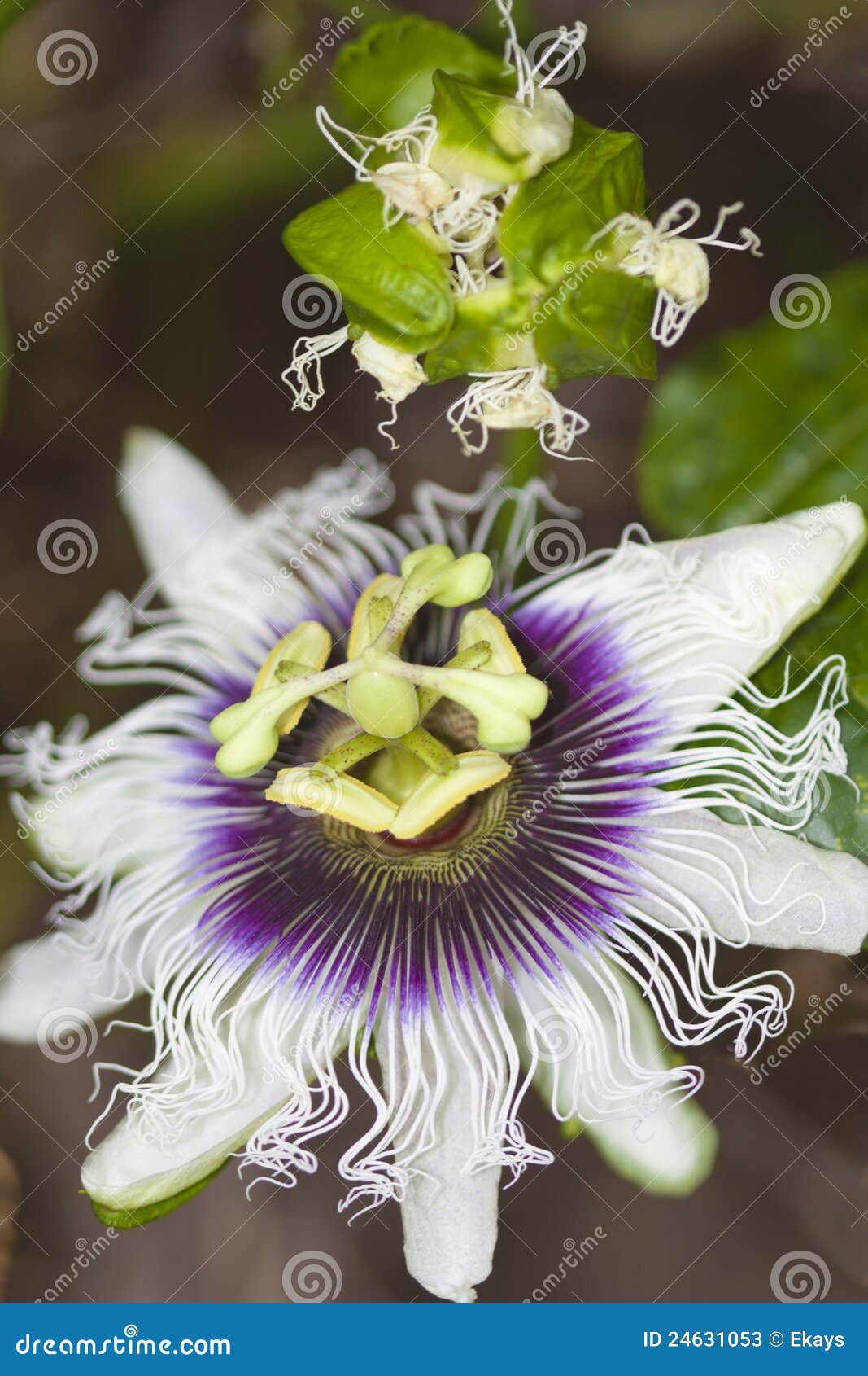 Close Up of a Passion Fruit Flower Stock Image Image of plant, purple