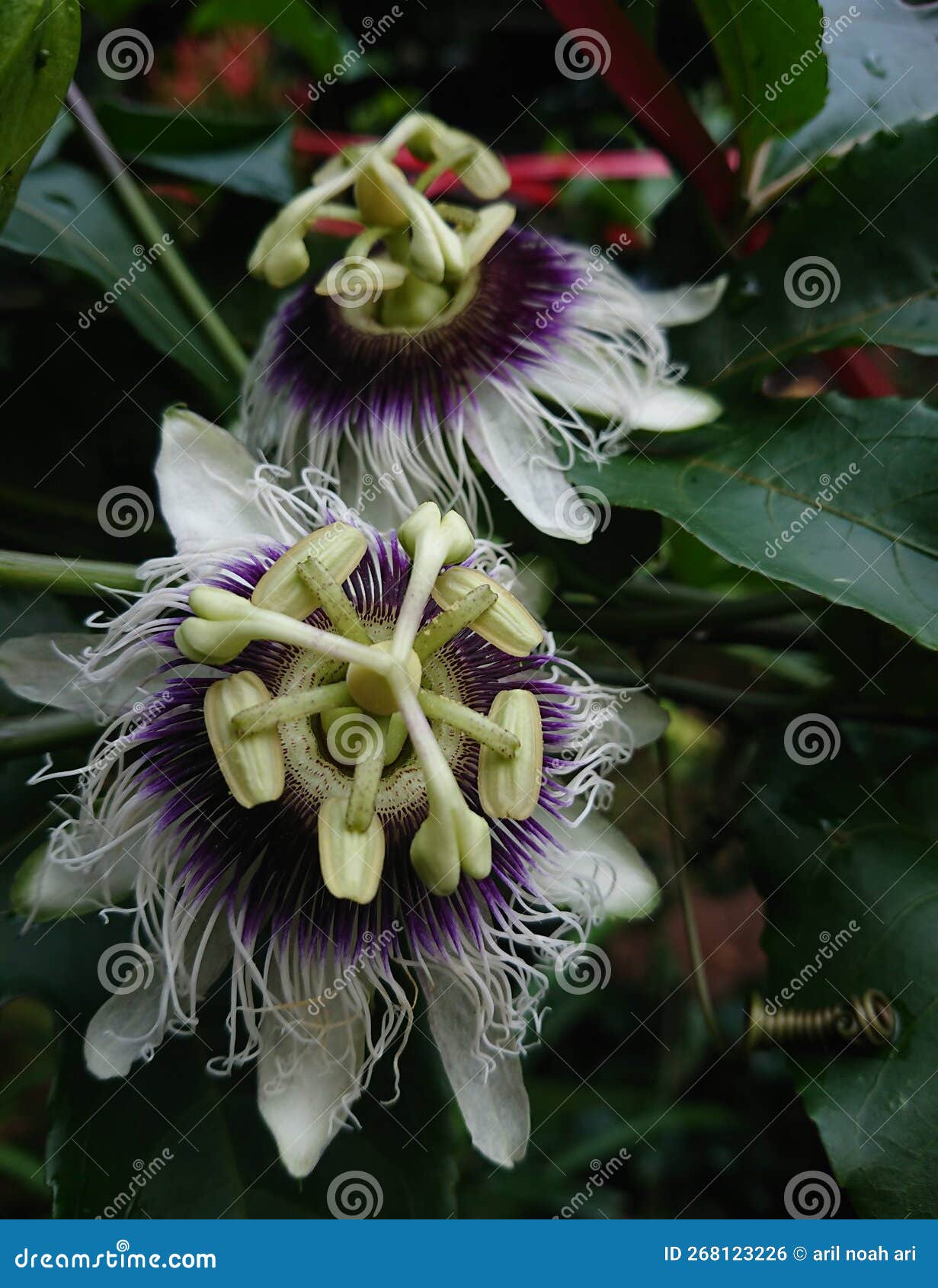 Passion fruit flower stock photo. Image of passion, wildflower 268123226