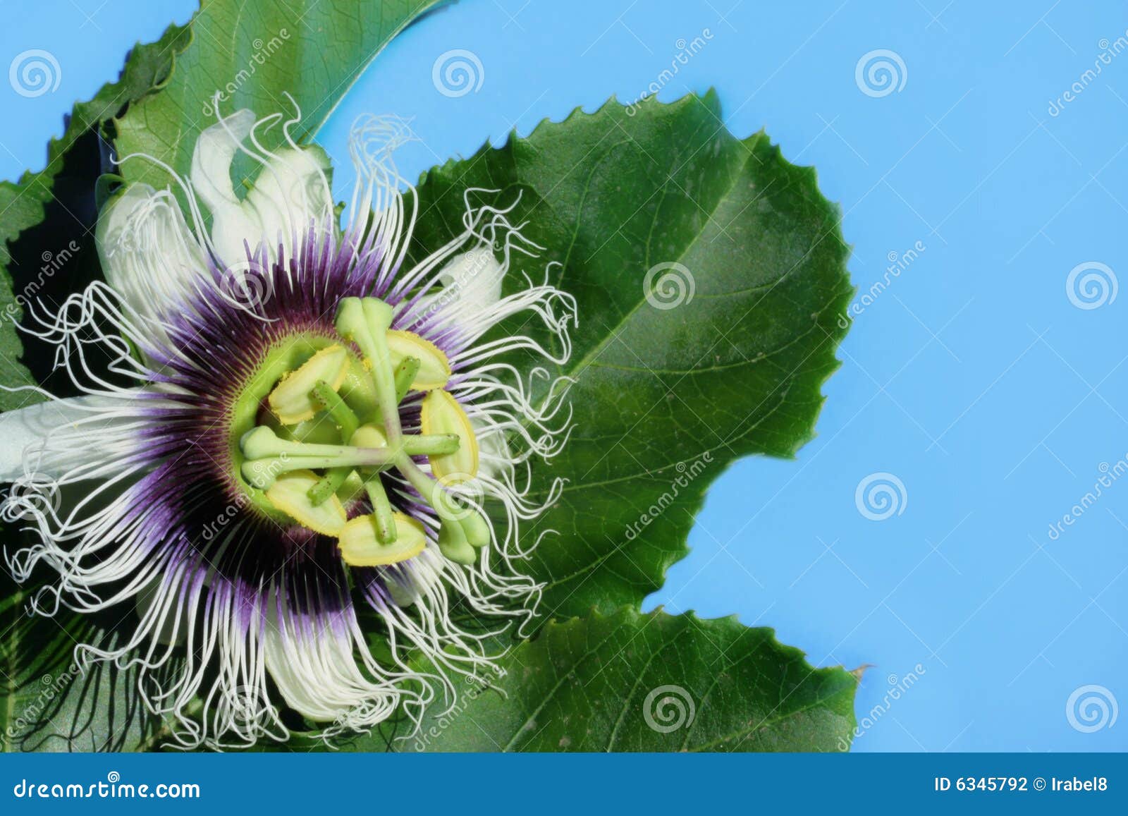 Passion fruit flower stock photo. Image of creeper, medicinal 6345792