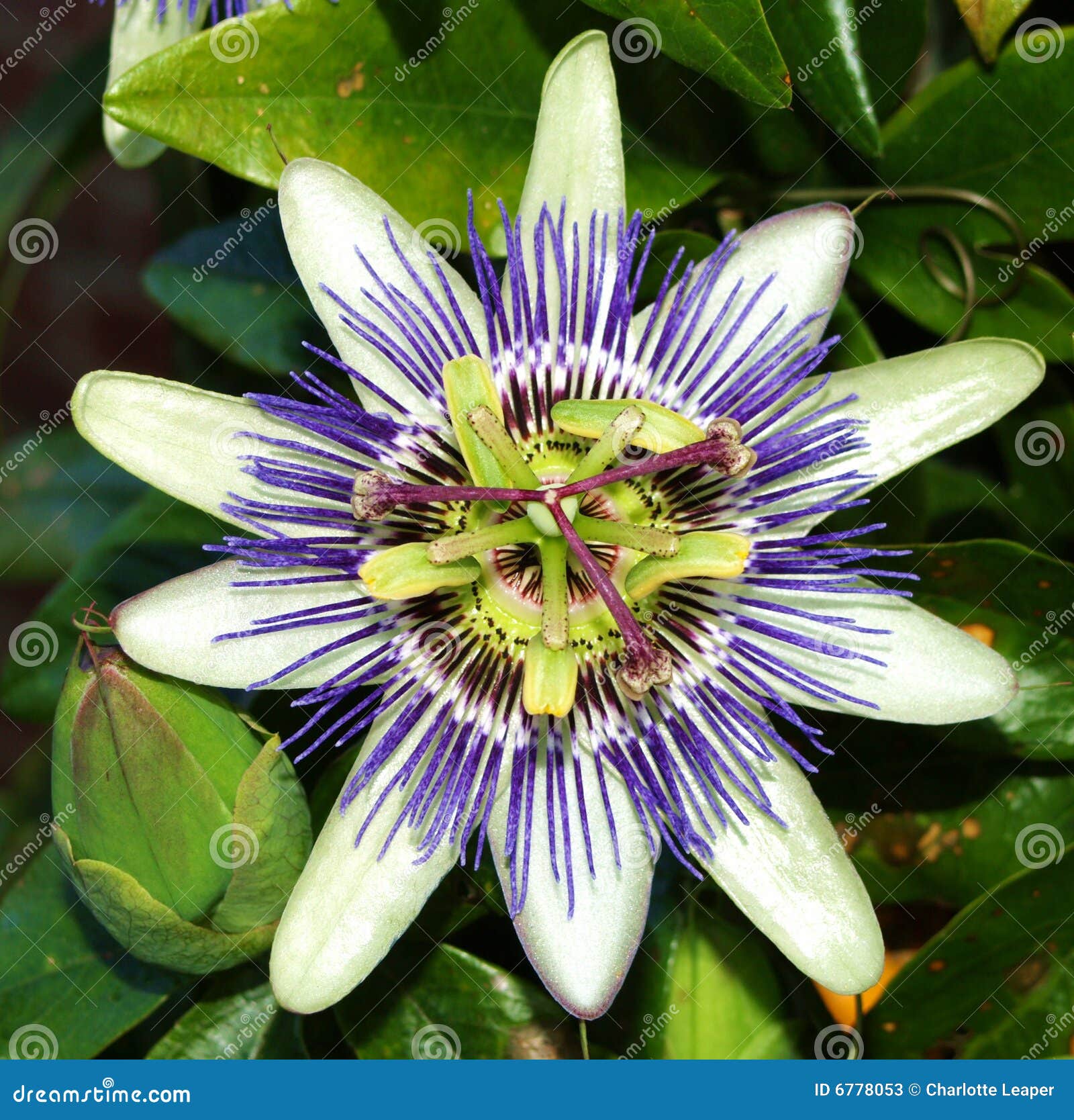 Passion Fruit Flower stock image. Image of green, flower 6778053