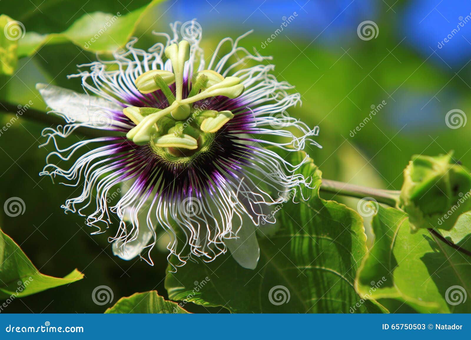 Passion Fruit Flower stock image. Image of nature, natural 65750503