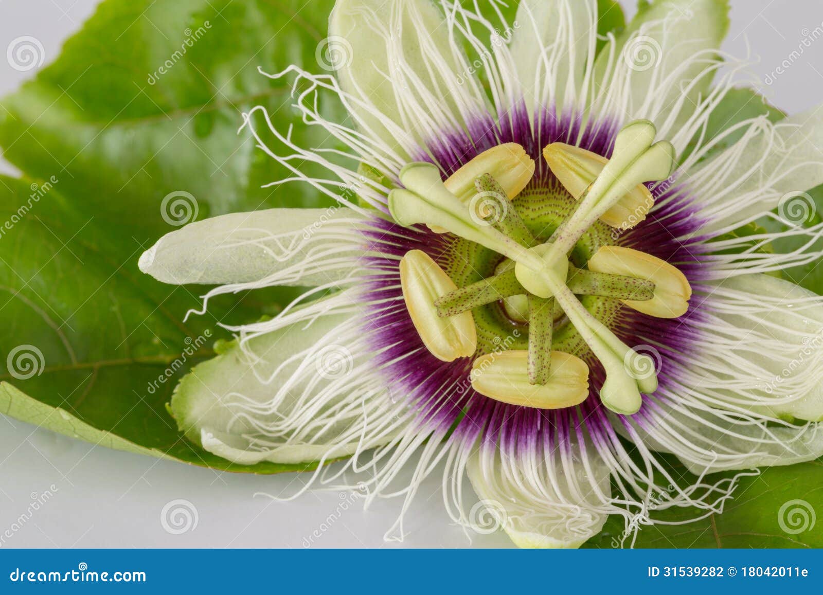 Passion Fruit Flower Closedup Stock Photo Image of nature, leaves