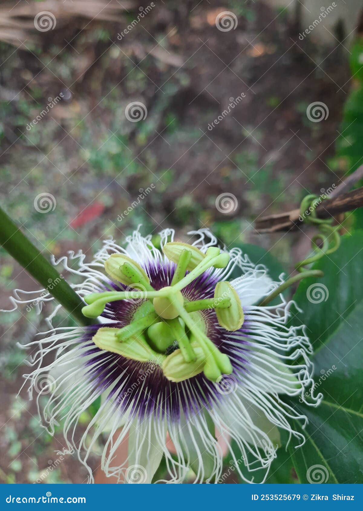 Passion fruit flower stock image. Image of flower, blossom 253525679