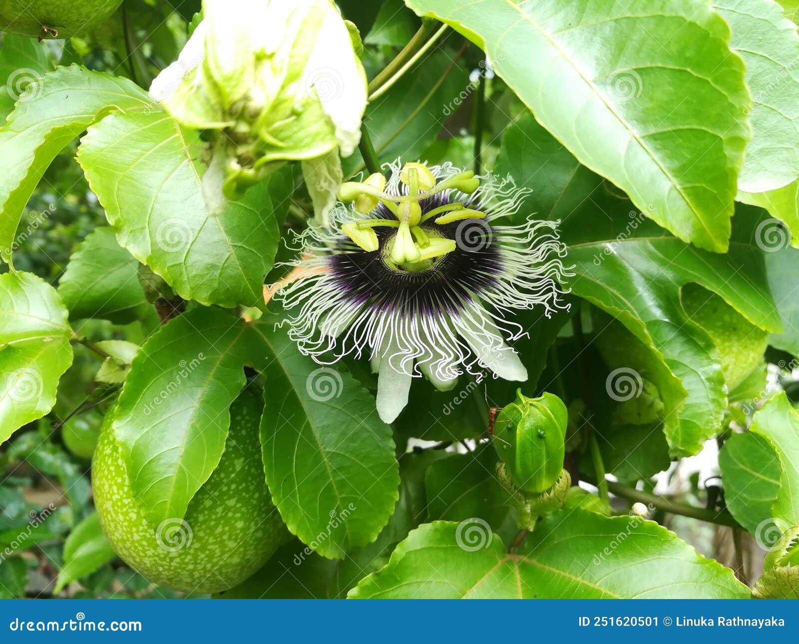 Passion fruit flower stock image. Image of plants, beautiful 251620501
