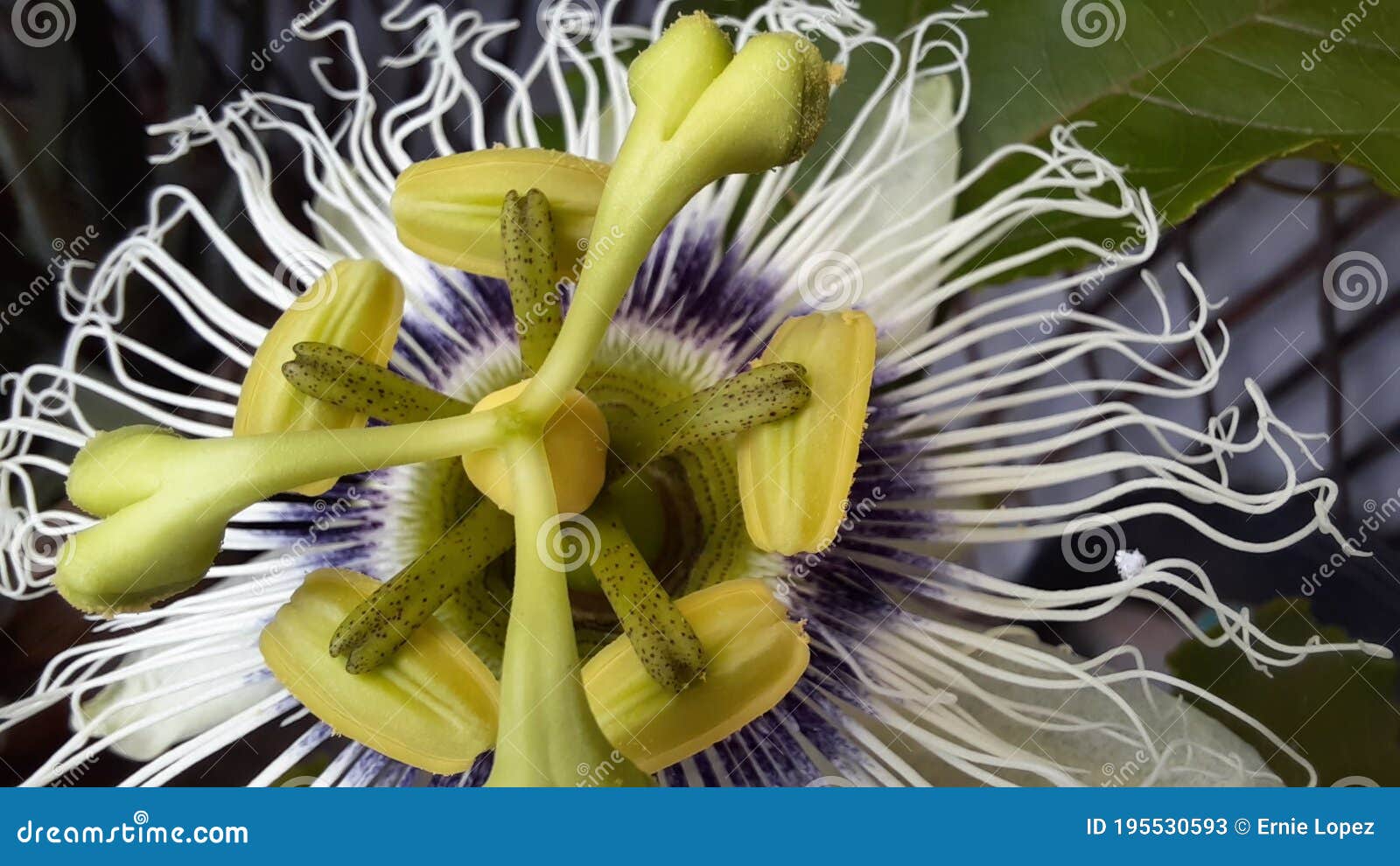 Passion Fruit Flower Upclose Stock Image Image of food, blossom 195530593