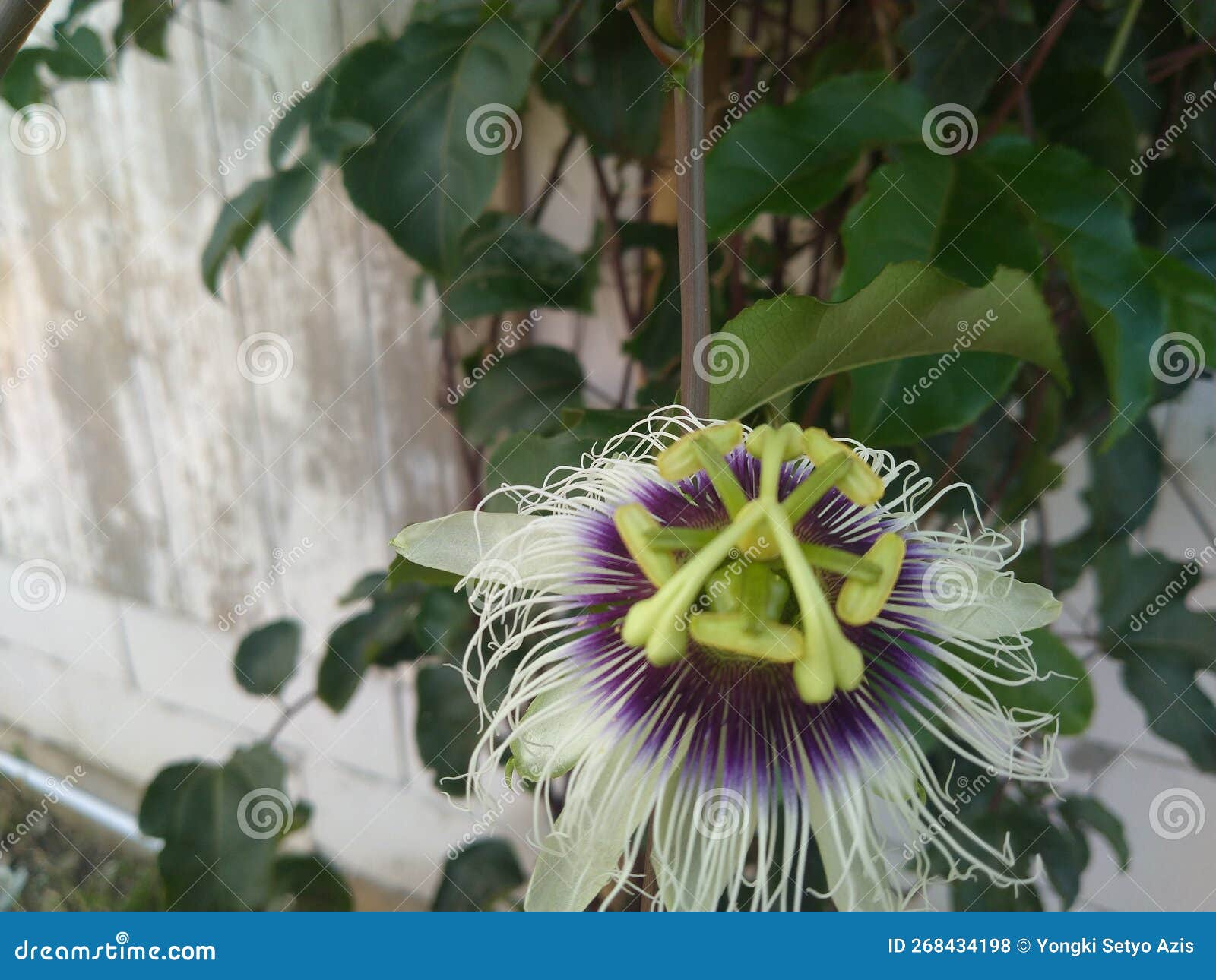 Passion Fruit Flowers are Rich in Vitamin C Name Fruit Markisa Stock