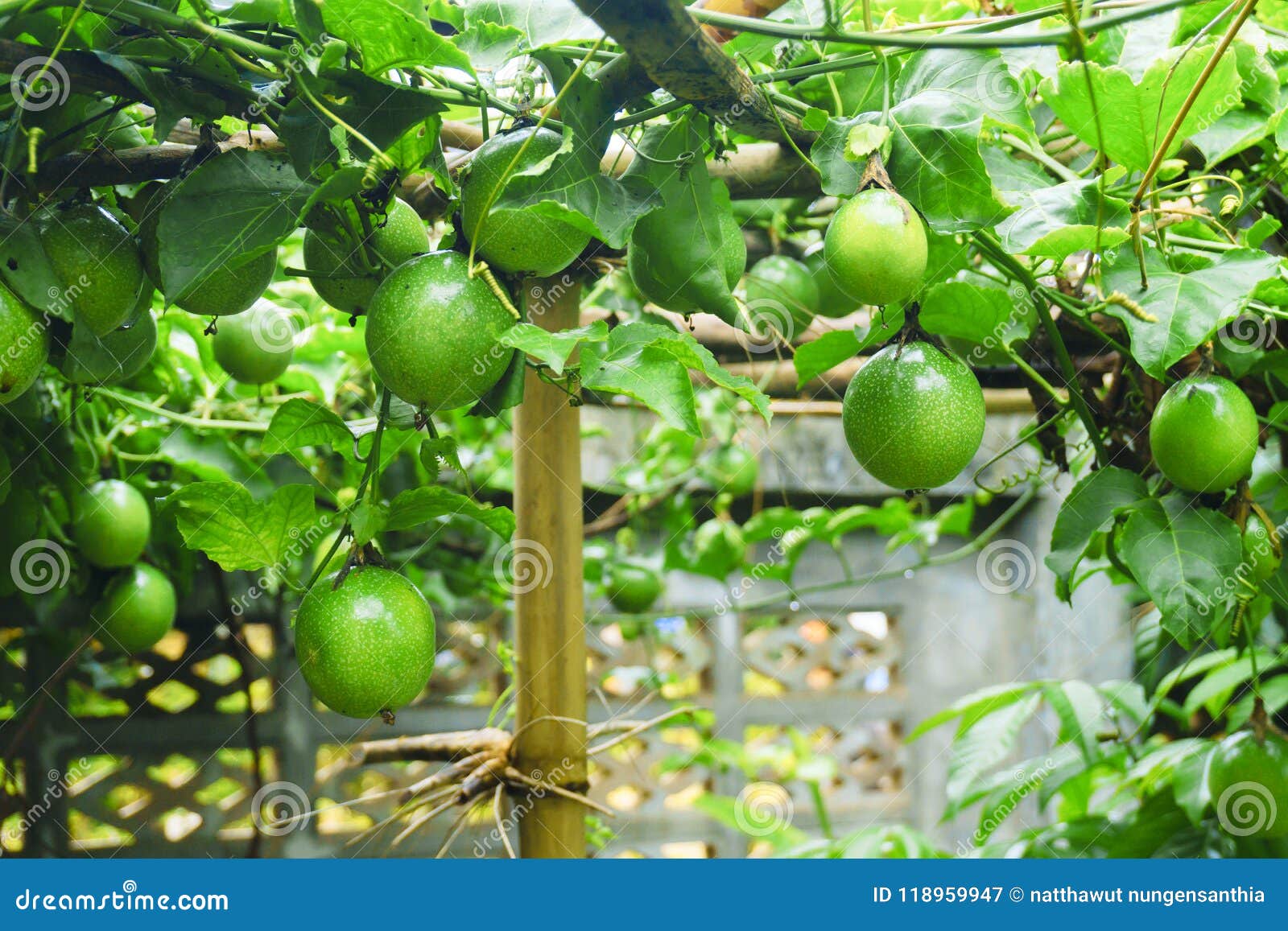 Passion Fruit on Fresh Green from the Fruit is Not Cooked yet Re Stock