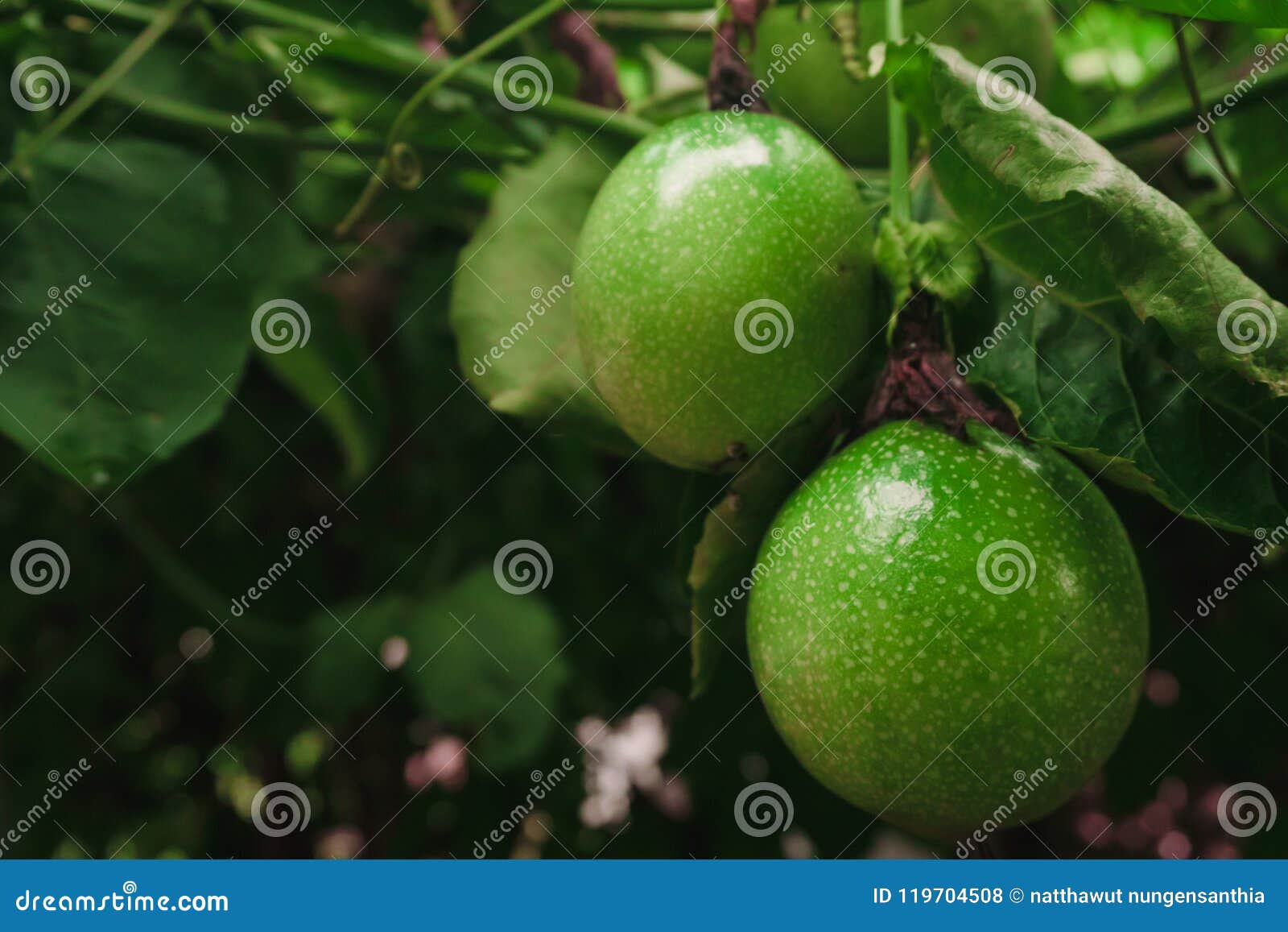 Passion Fruit on Fresh Green from the Fruit is Not Cooked yet Ready