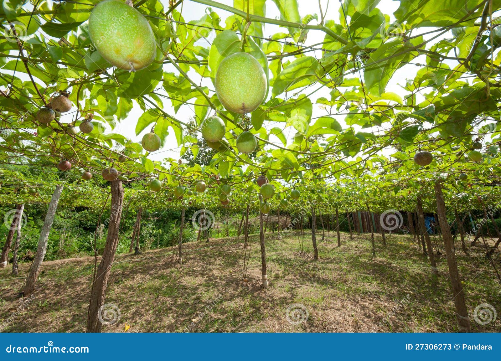 Passion fruit garden stock image. Image of natural, juicy 27306273