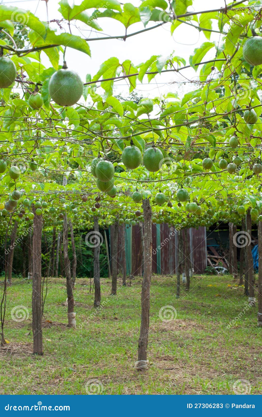 Passion Fruit Garden Stock Photos Image 27306283