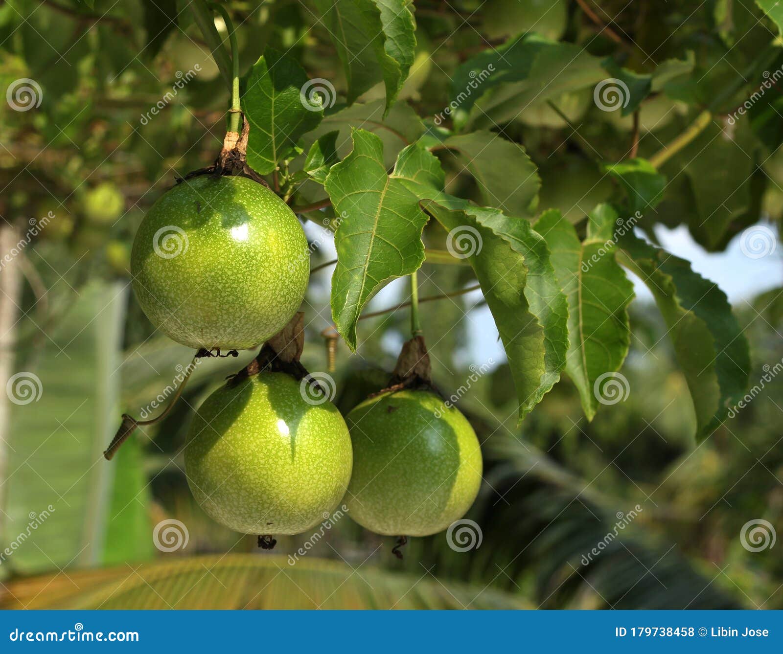 Passion Fruit Green Ripe on Vine. Stock Photo Image of ripe, tree