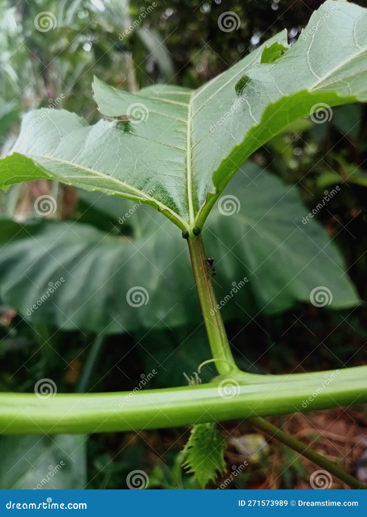 Passion Fruit Leaves and a Black Ant Stock Image Image of passion, fruit 271573989
