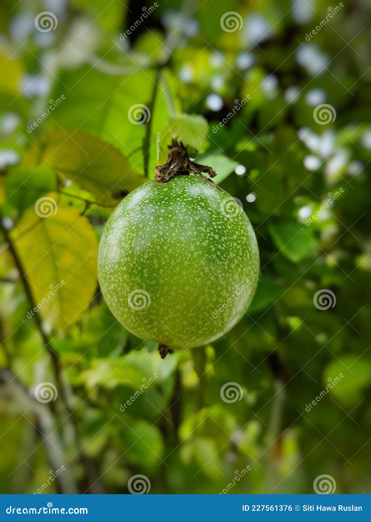 Passion fruit not ripe yet stock photo. Image of ripe 227561376