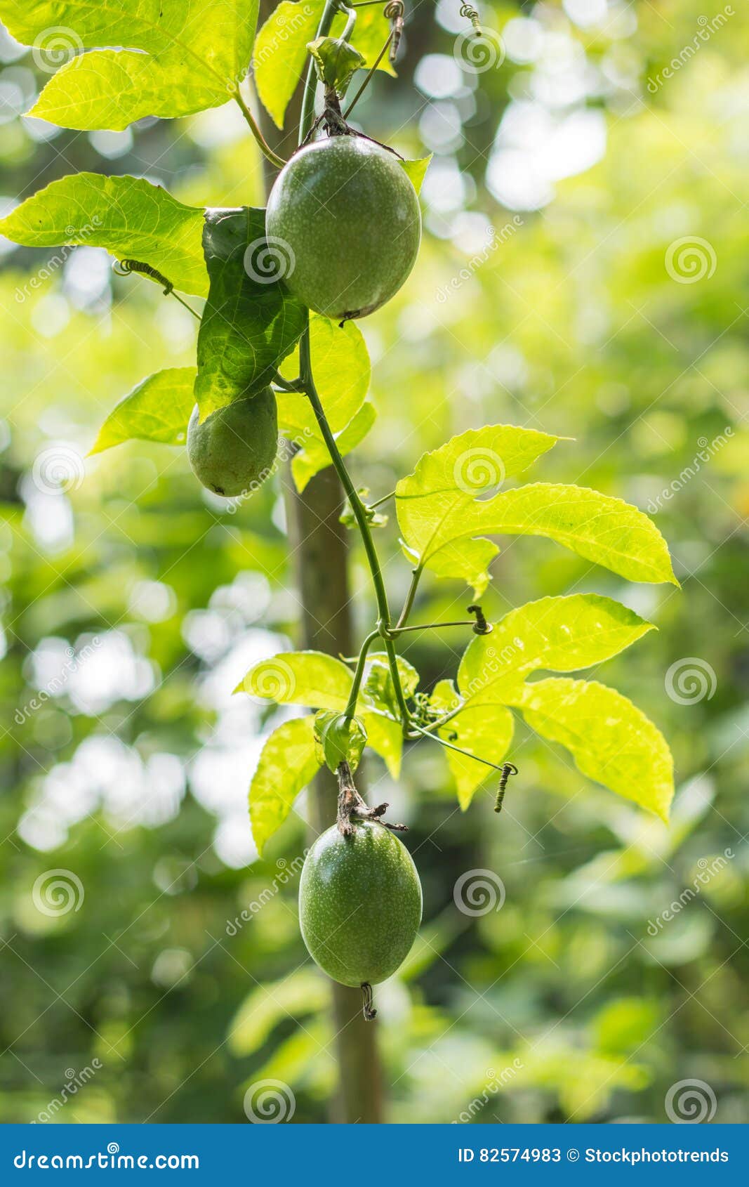 Passion fruit stock image. Image of article, maracuja 82574983