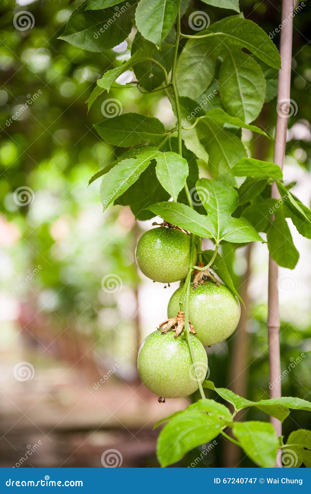 Passion fruit riping stock image. Image of fruit, nature 67240747