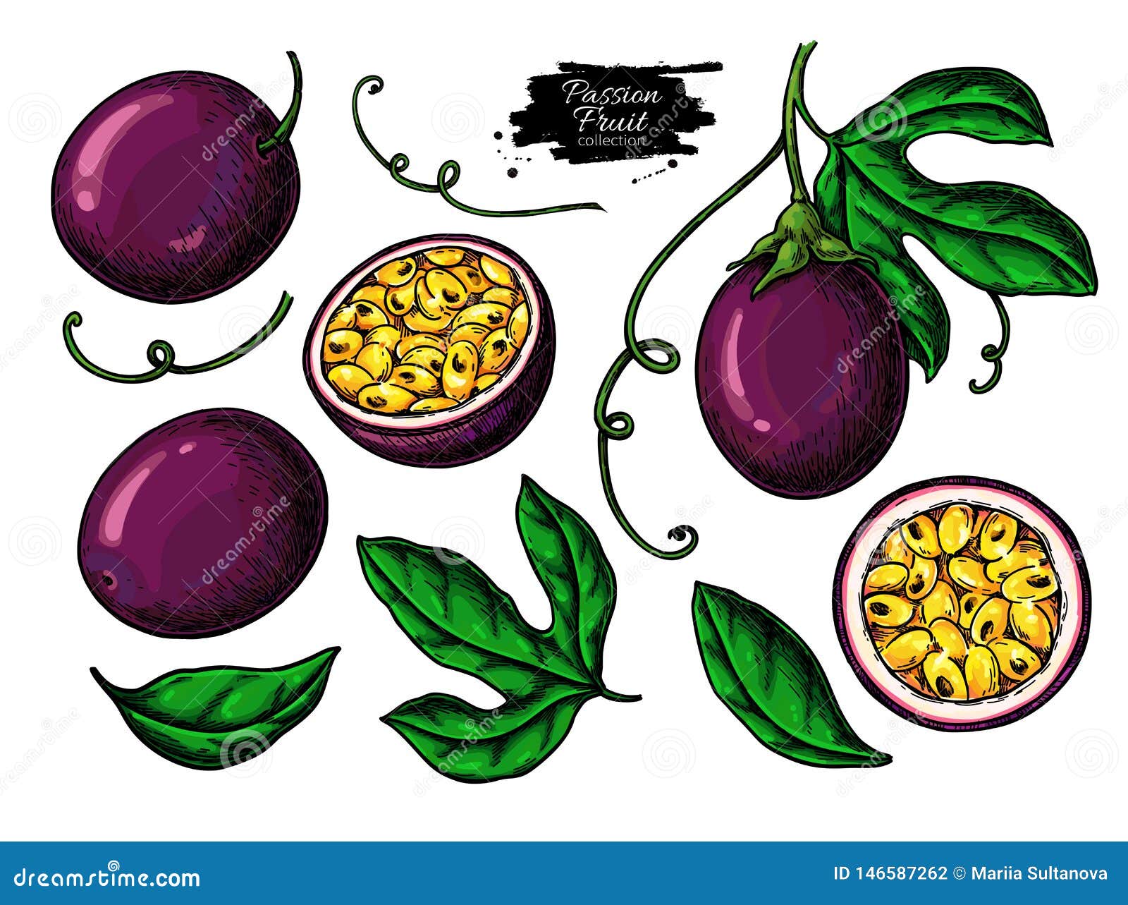 Passion Fruit Vector Drawing Set. Hand Drawn Tropical Food Illustration. Summer Passionfruit