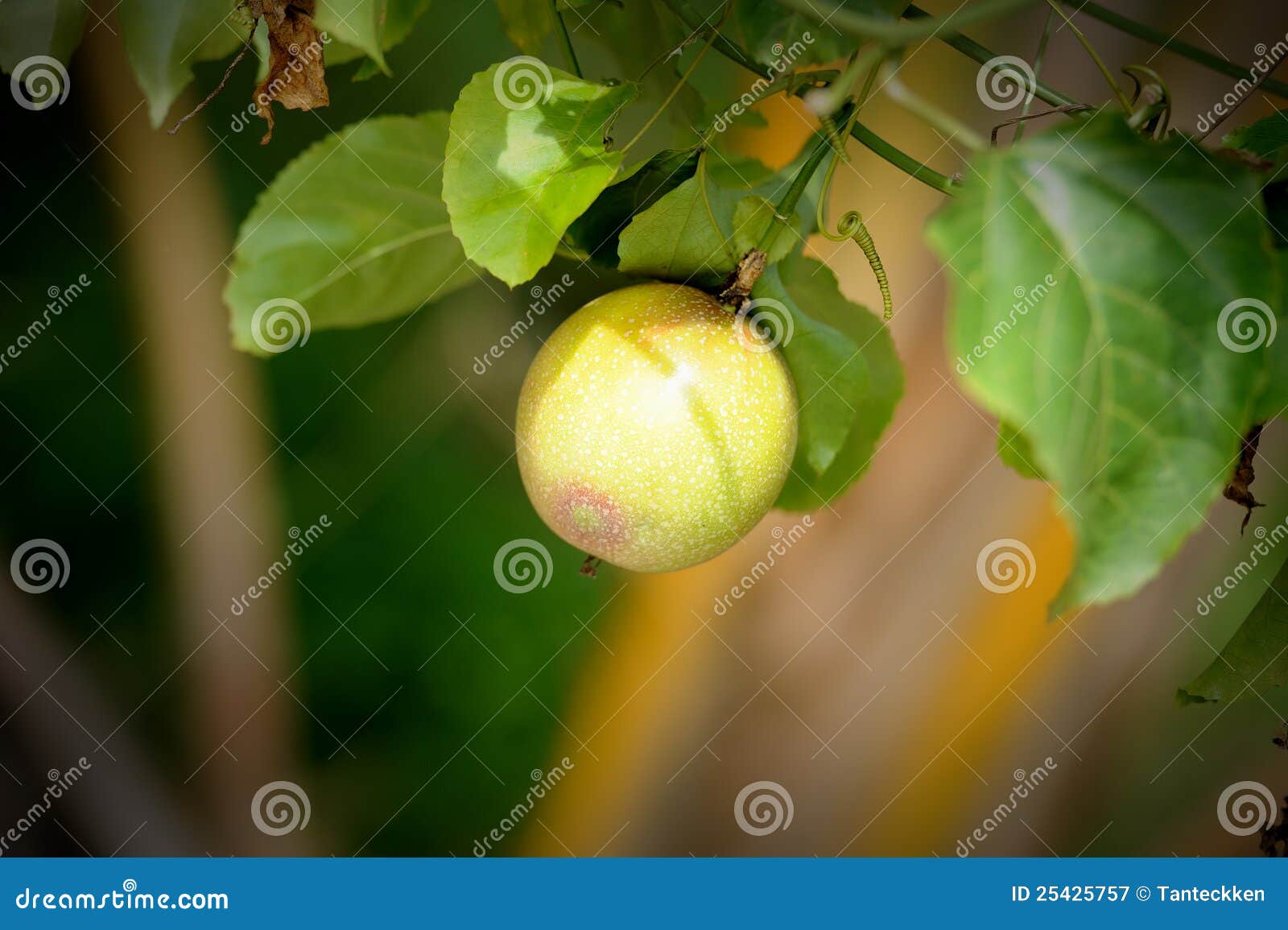 Passion fruit on the vine stock image. Image of grow - 25425757