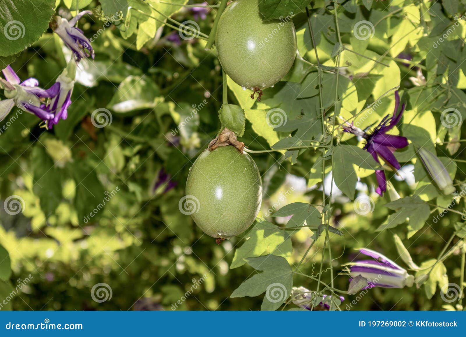Passion Fruit on the Vine Ripening Stock Photo Image of fresh