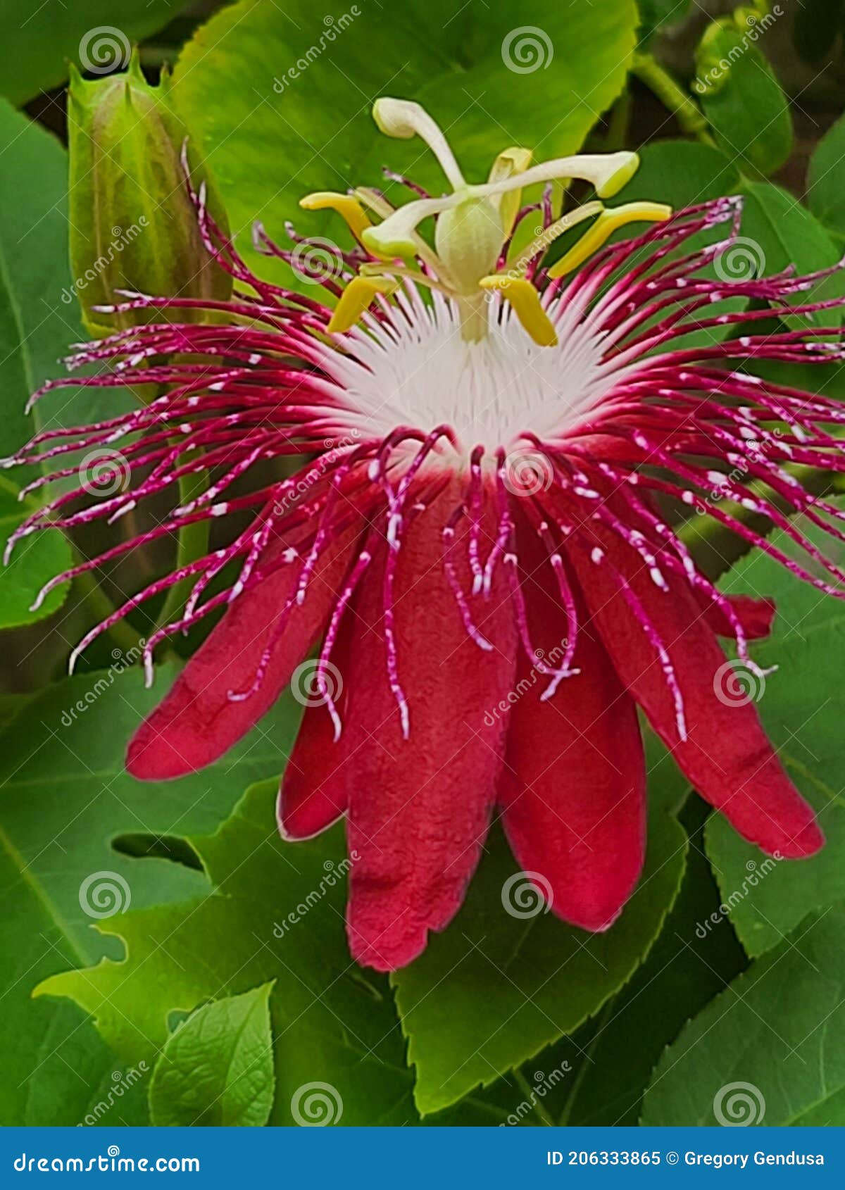 Passion Vine Bloom stock image. Image of bloom, closeup 206333865