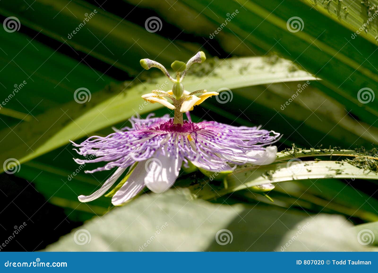 passionflower