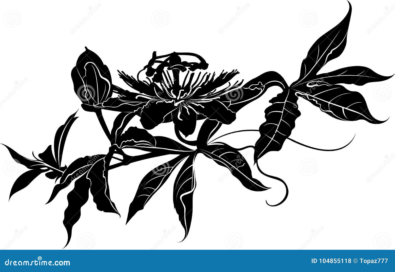 Passionflower. Passiflora Passionflower Stock Vector Illustration of