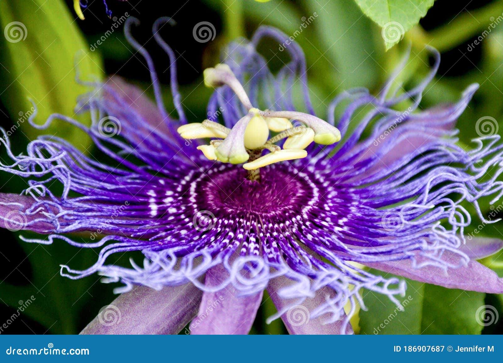 Passionflower stock image. Image of grow, botanical 186907687