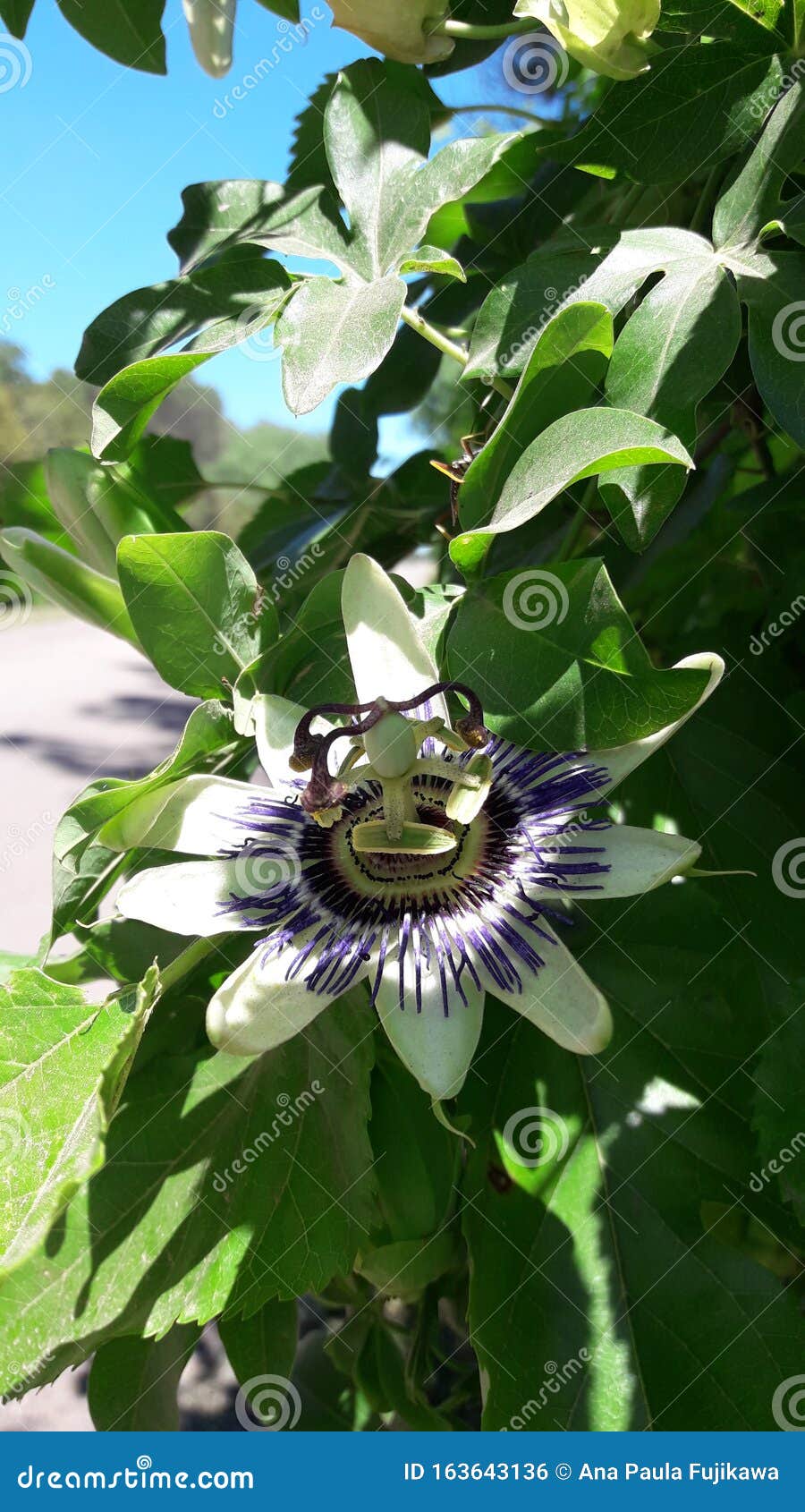 Passionfruit flower stock photo. Image of sunlight, flower 163643136