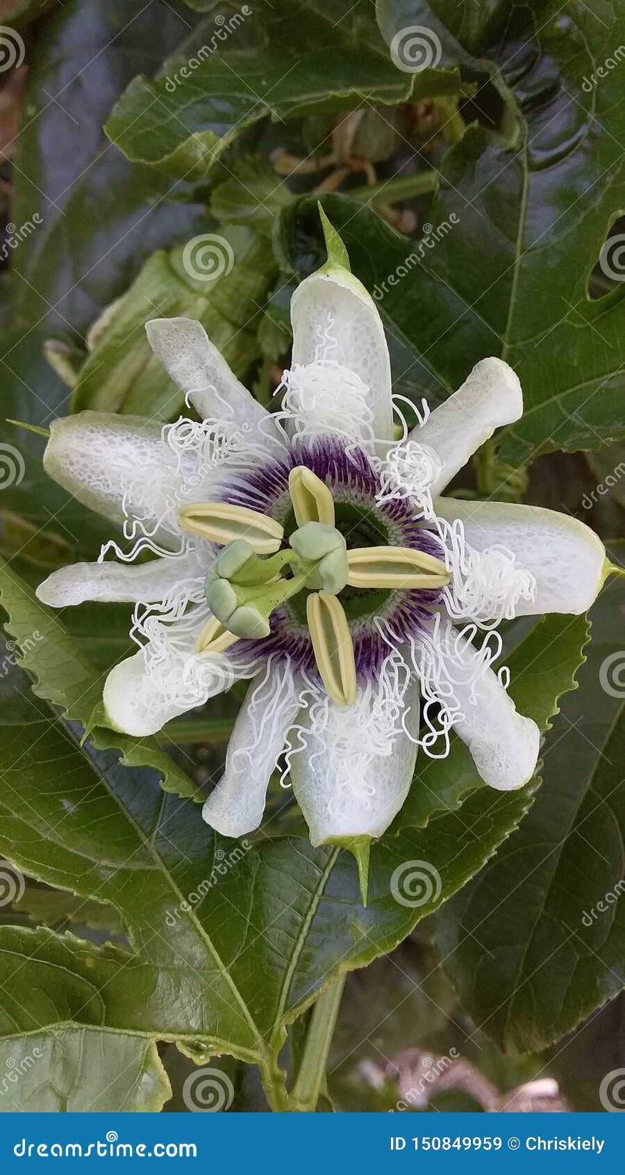 Passionfruit Flower stock image. Image of differing 150849959