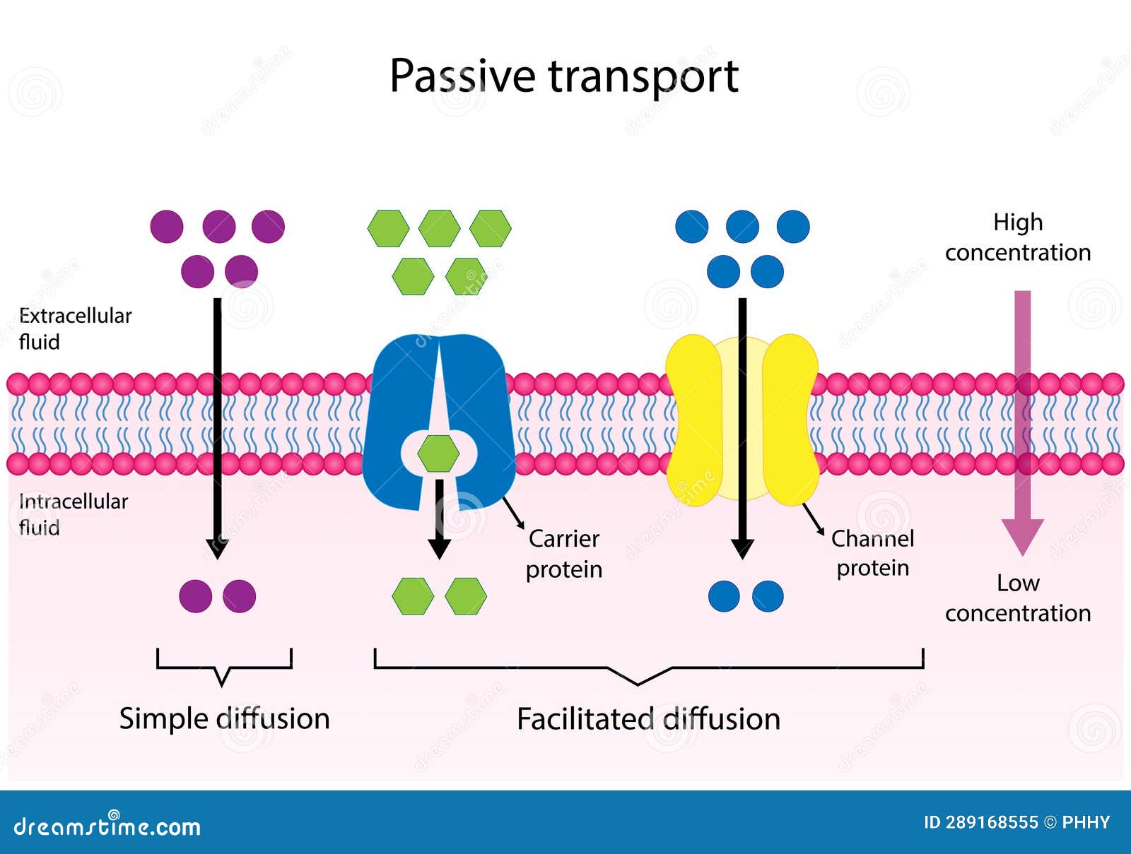 Your Key To Success: transport companies