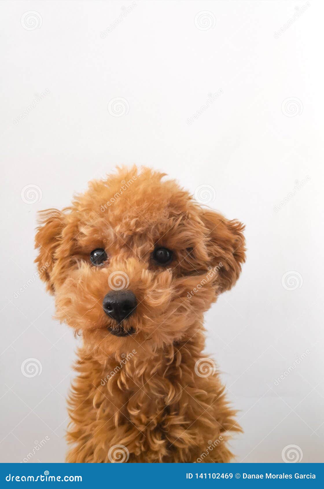 passport picture of a toy poodle!